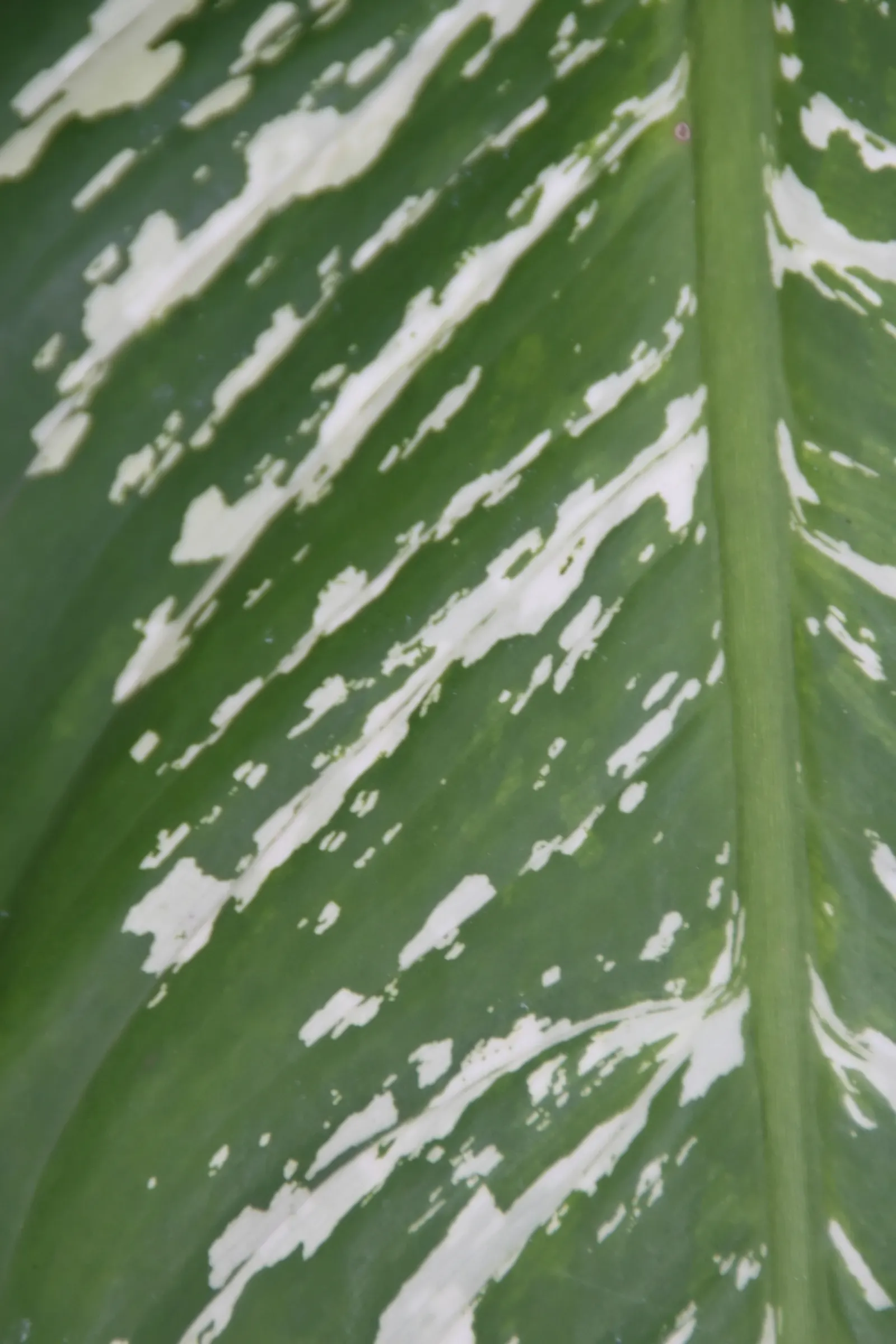 Dieffenbachia, Dumb Cane (Dieffenbachia Maculata) — variegated leaves with creamy white to yellow patterns against a deep green backdrop