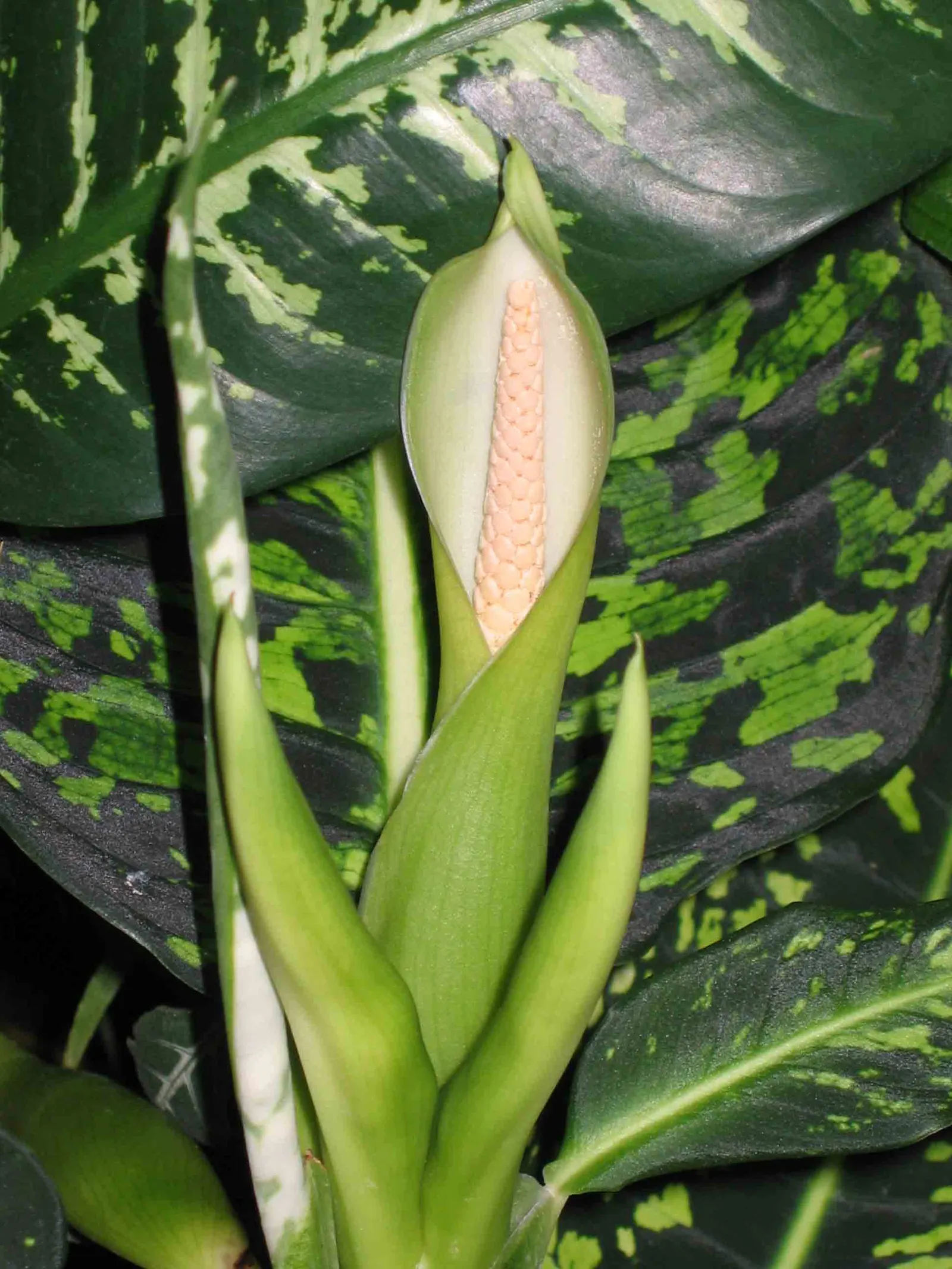 Dieffenbachia, Dumb Cane (Dieffenbachia Maculata) — the Dumb Cane can reach heights between 3 to 5 feet when grown indoors