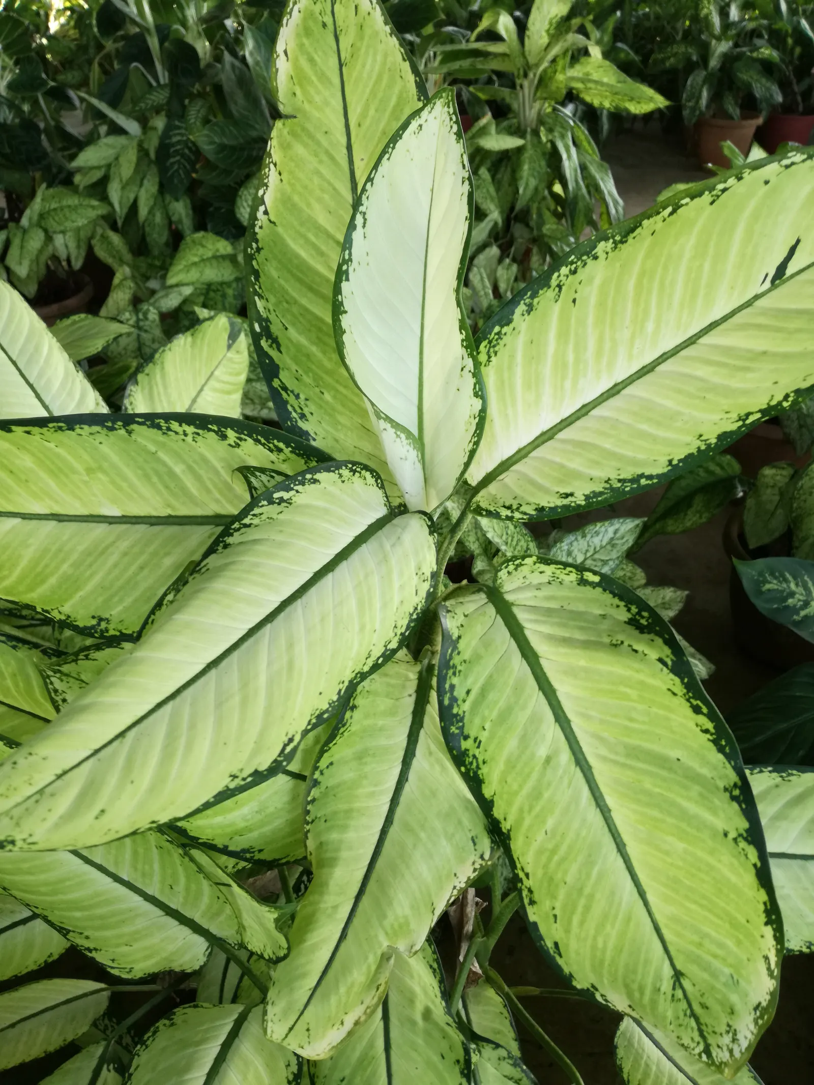 Dieffenbachia, Dumb Cane (Dieffenbachia Maculata) — which display a blend of green