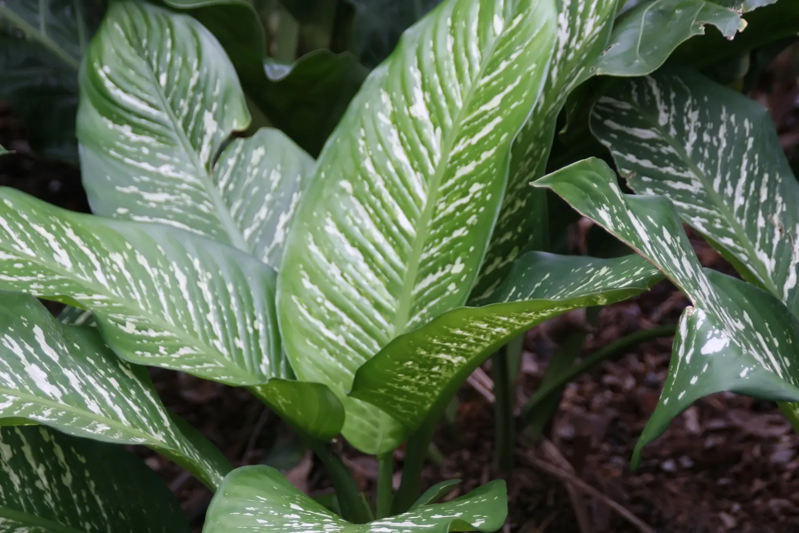 Dieffenbachia, Dumb Cane (Dieffenbachia Maculata) — its sap contains calcium oxalate crystals which can be toxic if ingested