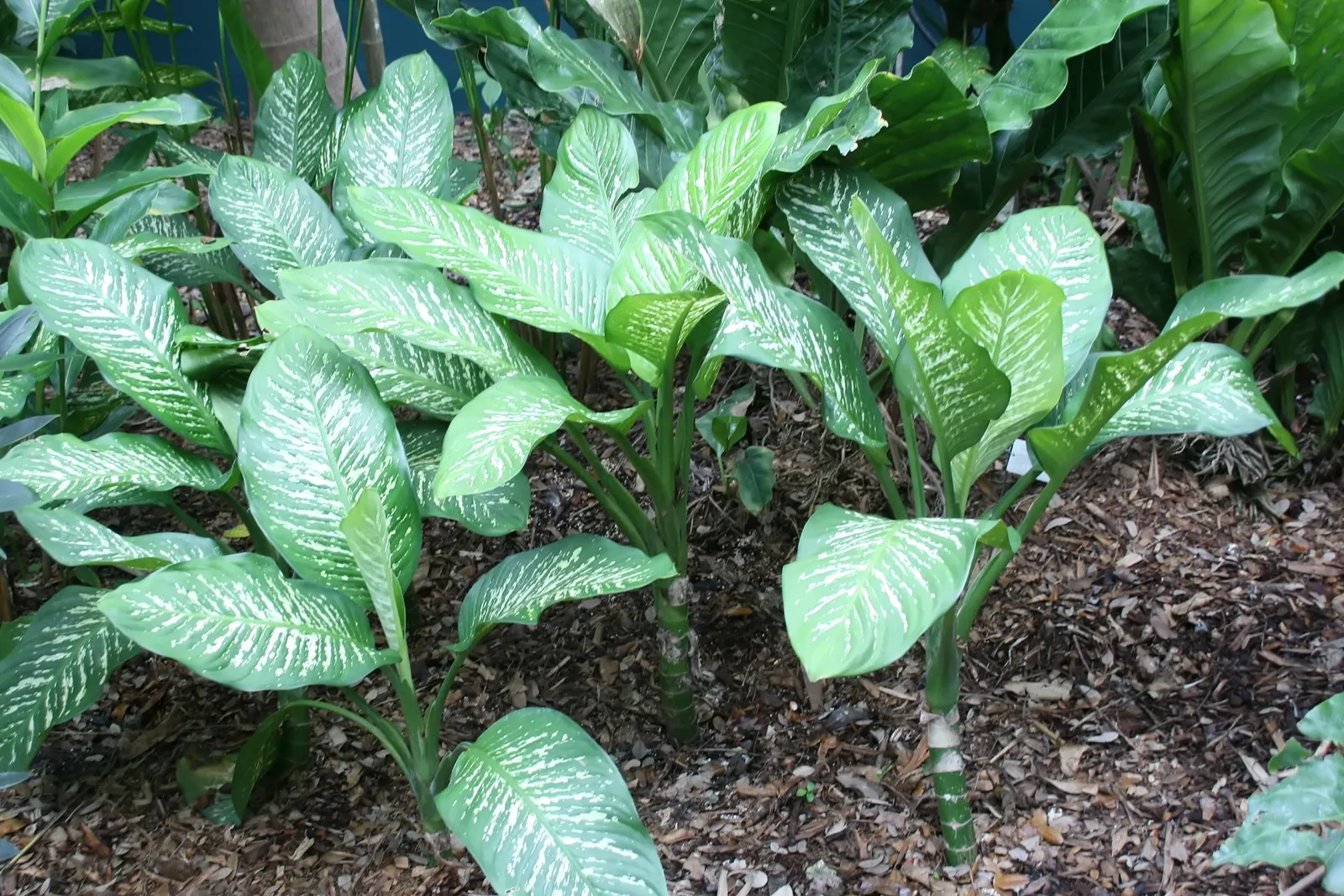 Dieffenbachia, Dumb Cane (Dieffenbachia Maculata) — Typically reaching 3-5 feet tall in an indoor setting