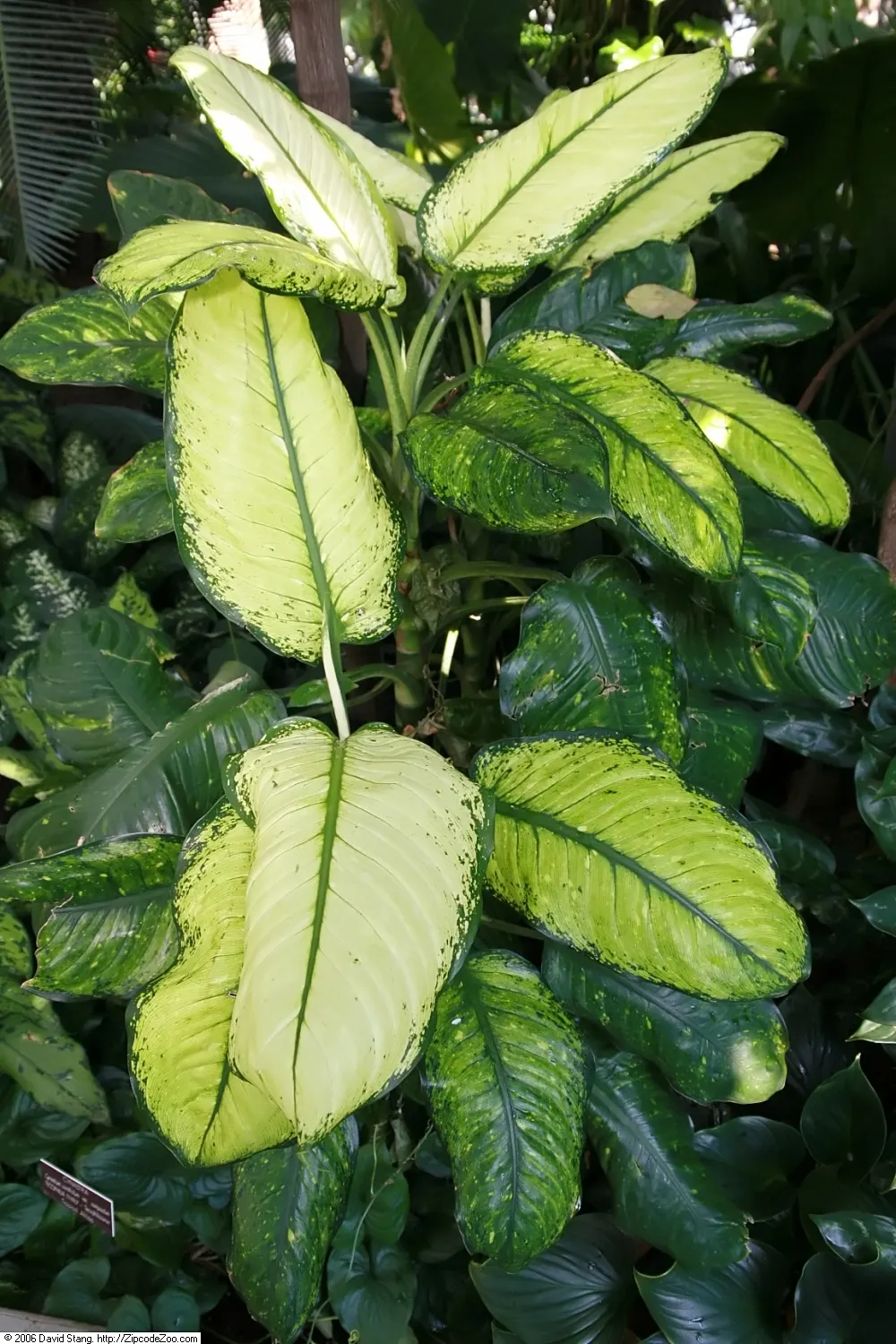 Dieffenbachia, Dumb Cane (Dieffenbachia Maculata) — It thrives in indirect light and prefers a humid environment