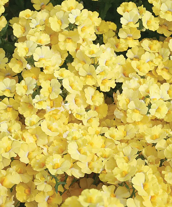 Lemon II Nemesia — they will also flourish in the ground; for most people planting them in containers will be easier than planting in the ground