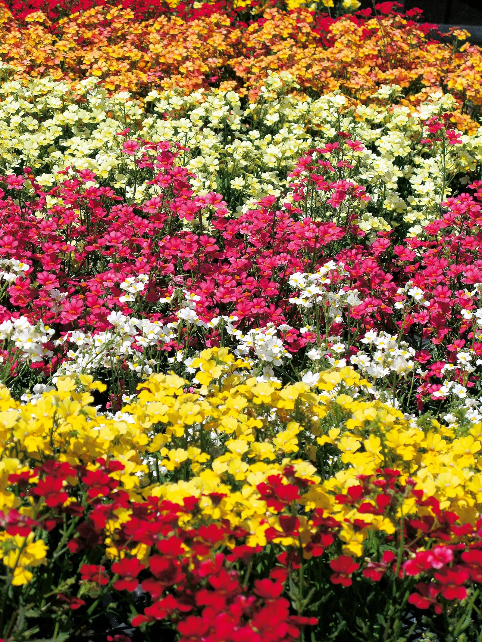 Lemon II Nemesia — Breeding is what makes this German breakthrough like nothing else on the market; plants may be trimmed back with a sharp pair of scissors or