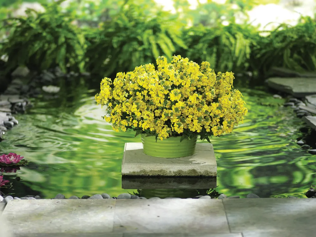 Lemon II Nemesia — Sunsatia holds its own in both cool and hot temperatures; they will also flourish in the ground