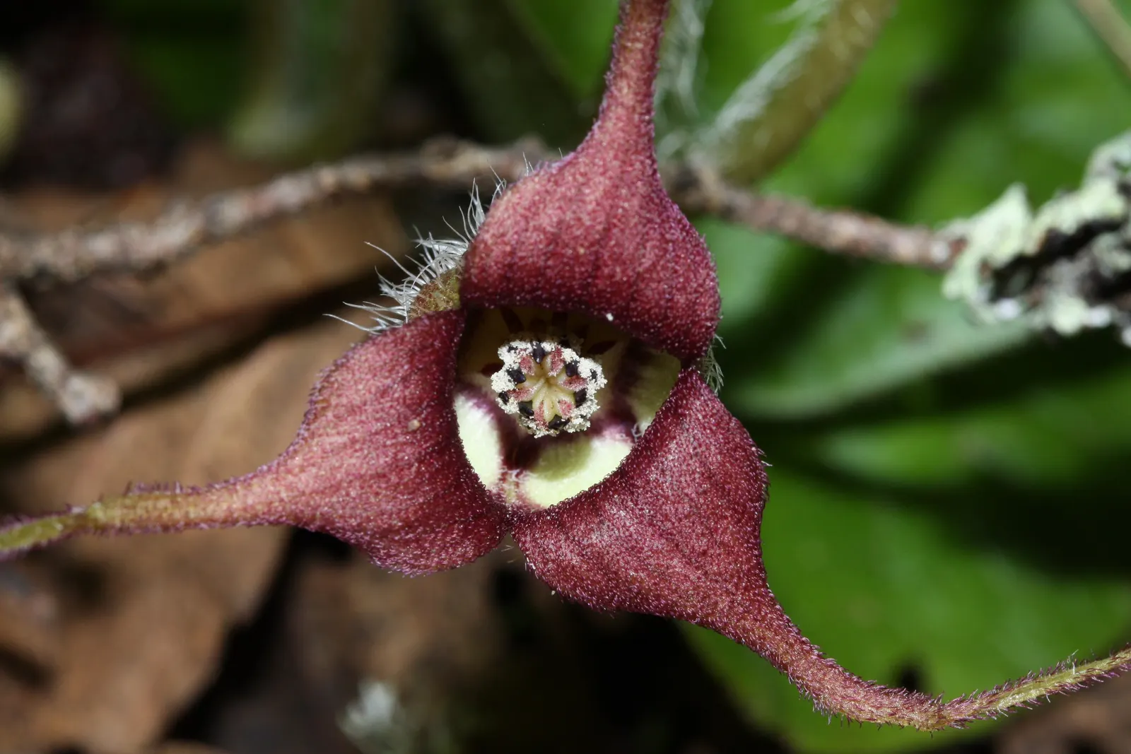 West Coast Wild Ginger (Asarum Caudatum) — This ginger prefers well-drained, image 32