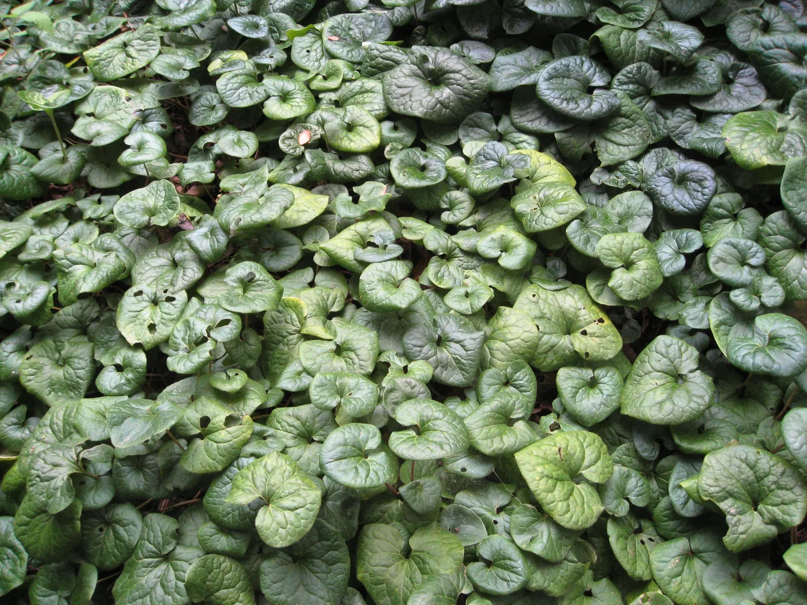 West Coast Wild Ginger (Asarum Caudatum) — Adorned with heart-shaped leaves spanning 3-6 inches, this evergreen groundcover reaches 6-12 inches tall; adding to