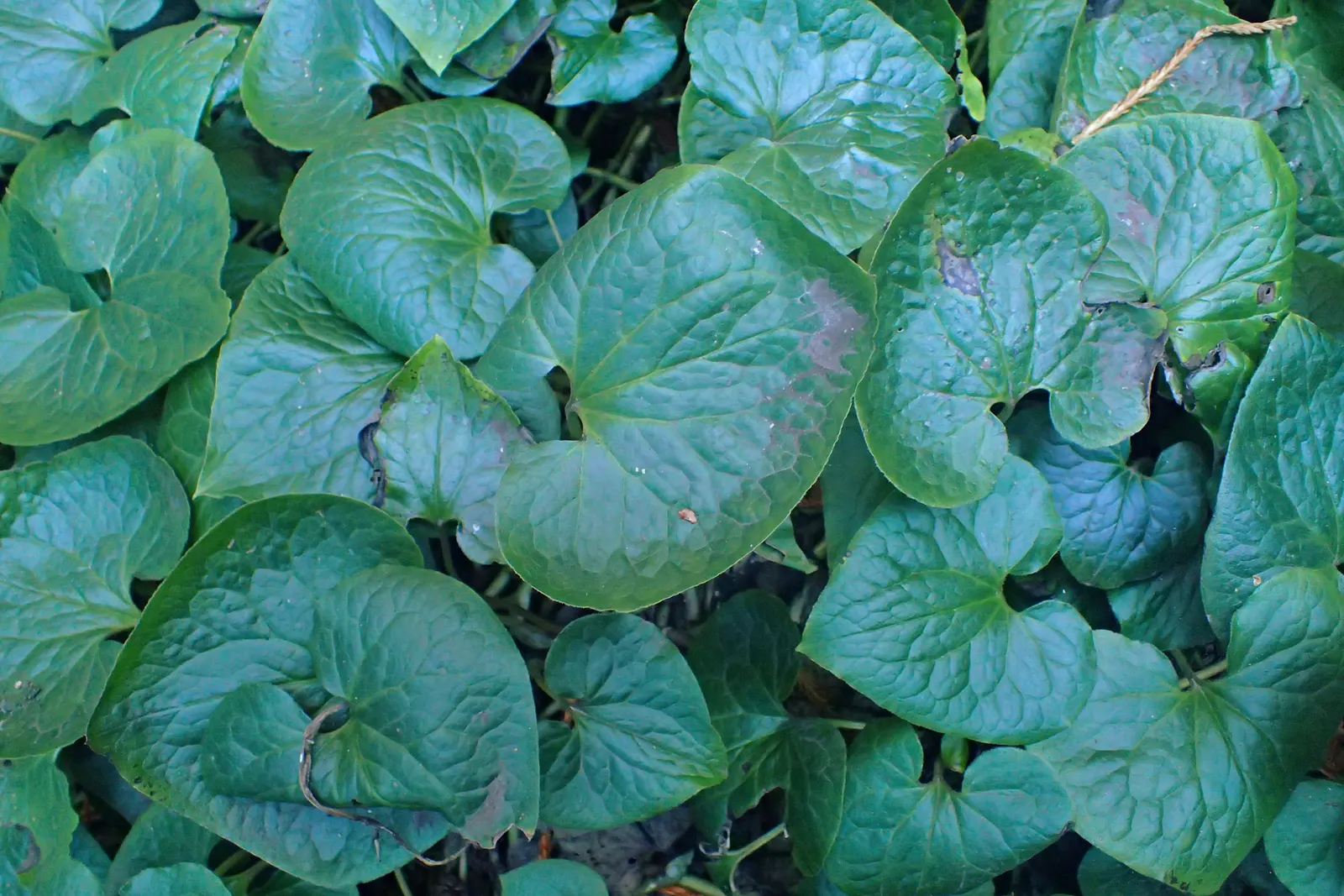 West Coast Wild Ginger (Asarum Caudatum) — ground cover for half or shade