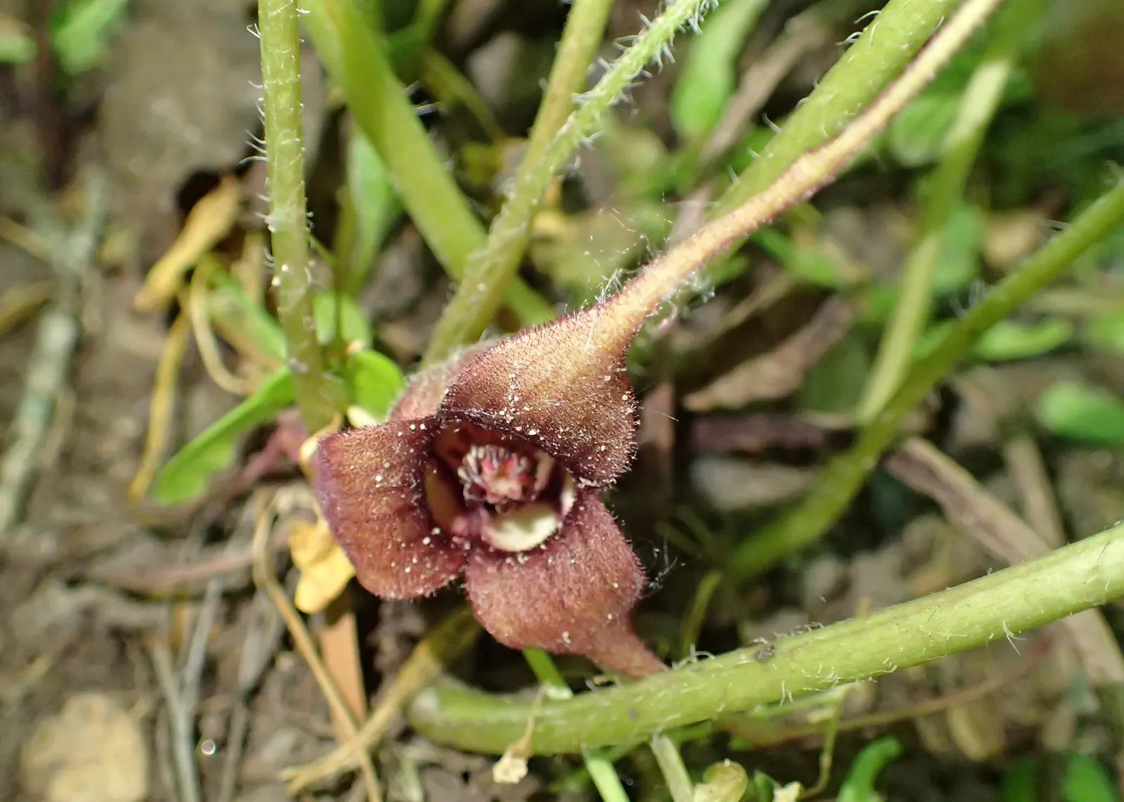 West Coast Wild Ginger (Asarum Caudatum) — favoring the dappled shade of mature forests; this understory plant flourishes in USDA hardiness zones 7 to 10 and