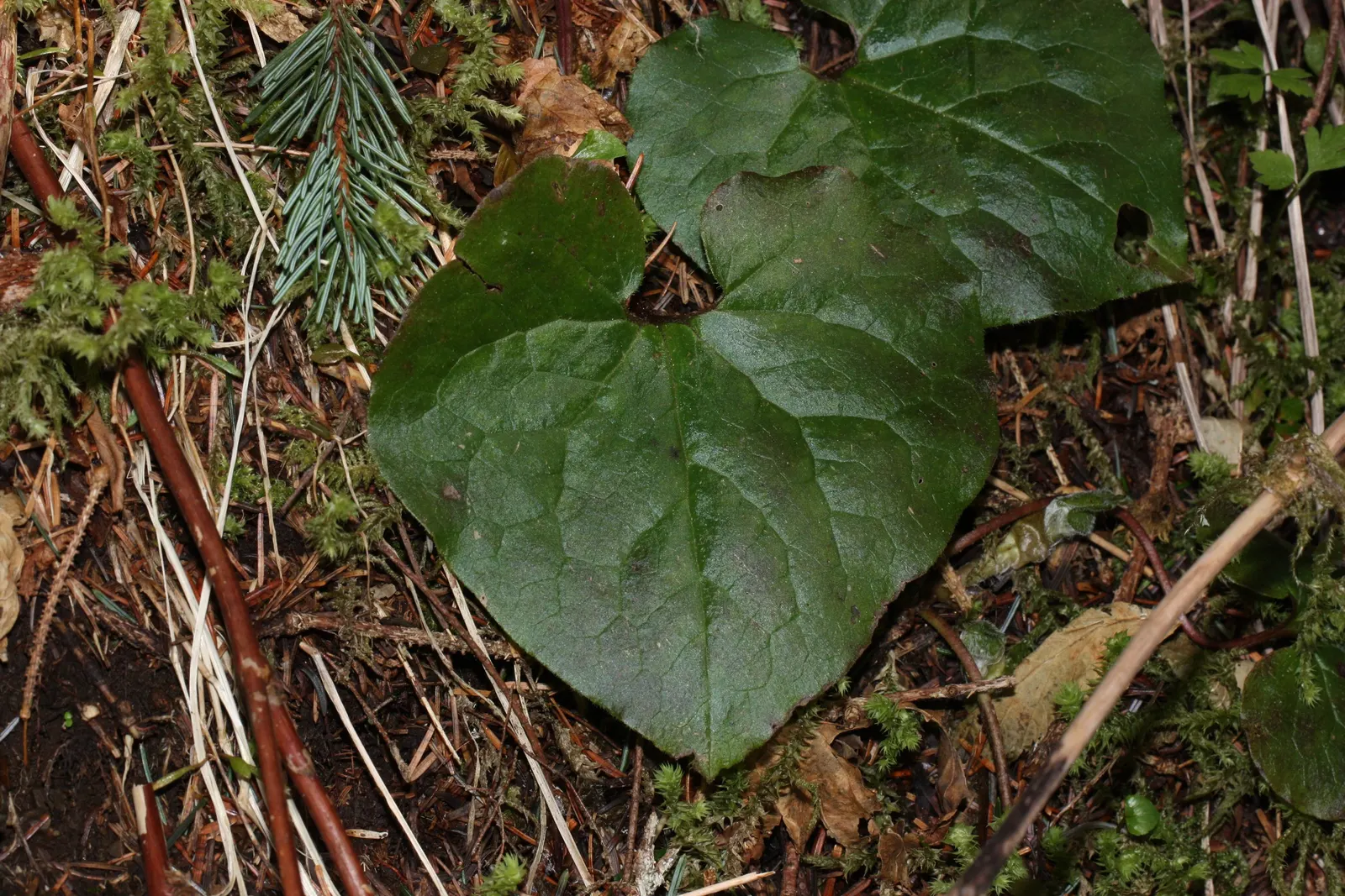 West Coast Wild Ginger (Asarum Caudatum) — making it an exquisite choice for woodland gardens and shaded understories; be aware that it contains aristolochic