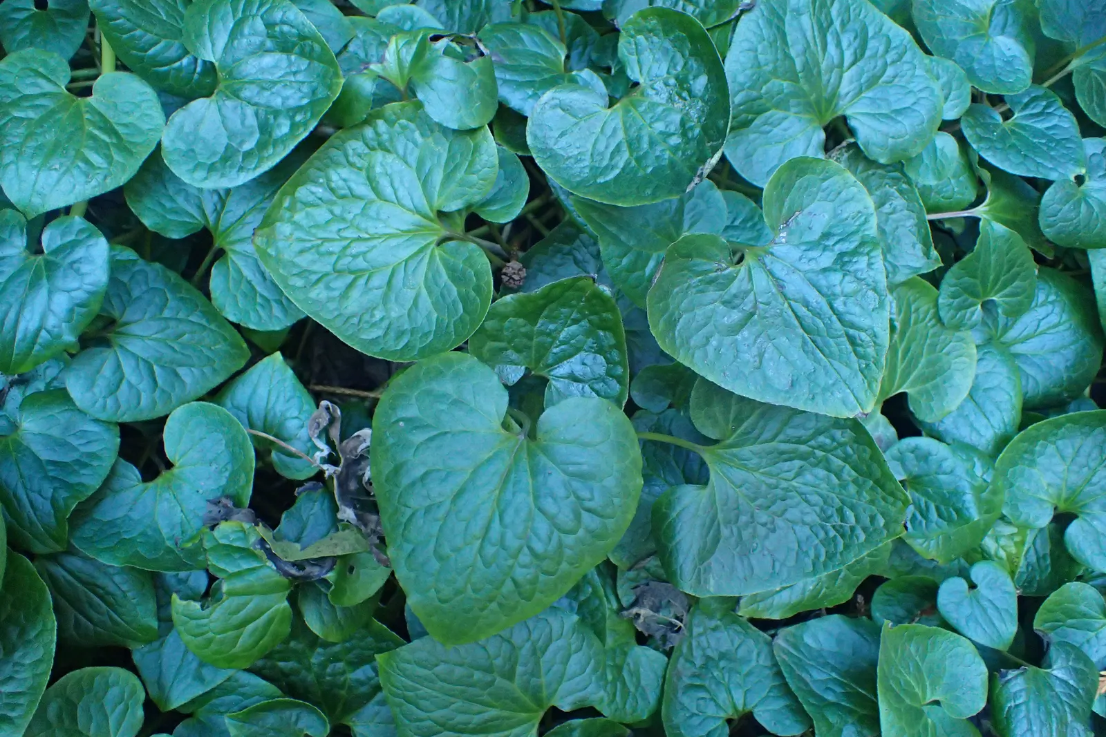 West Coast Wild Ginger (Asarum Caudatum) — perennial groundcover native to the moist