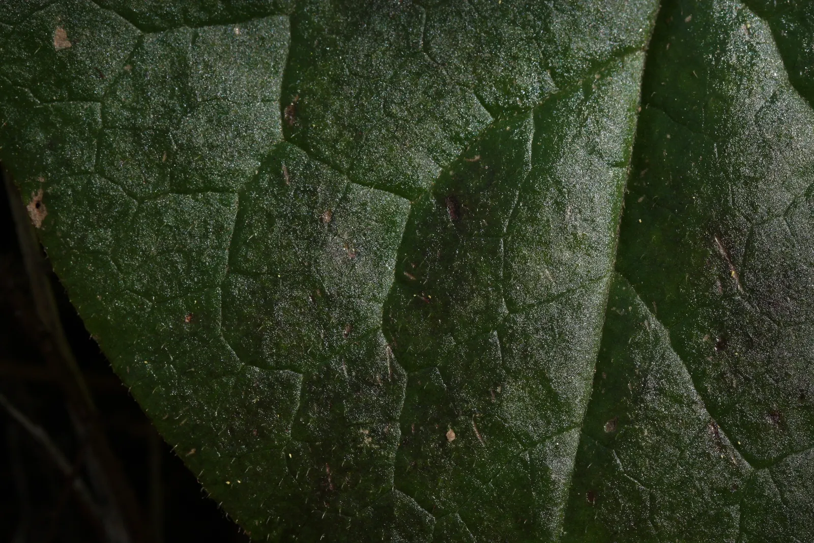 West Coast Wild Ginger (Asarum Caudatum) — rich organic soil and has a slow spread; heart-shaped foliage and unique