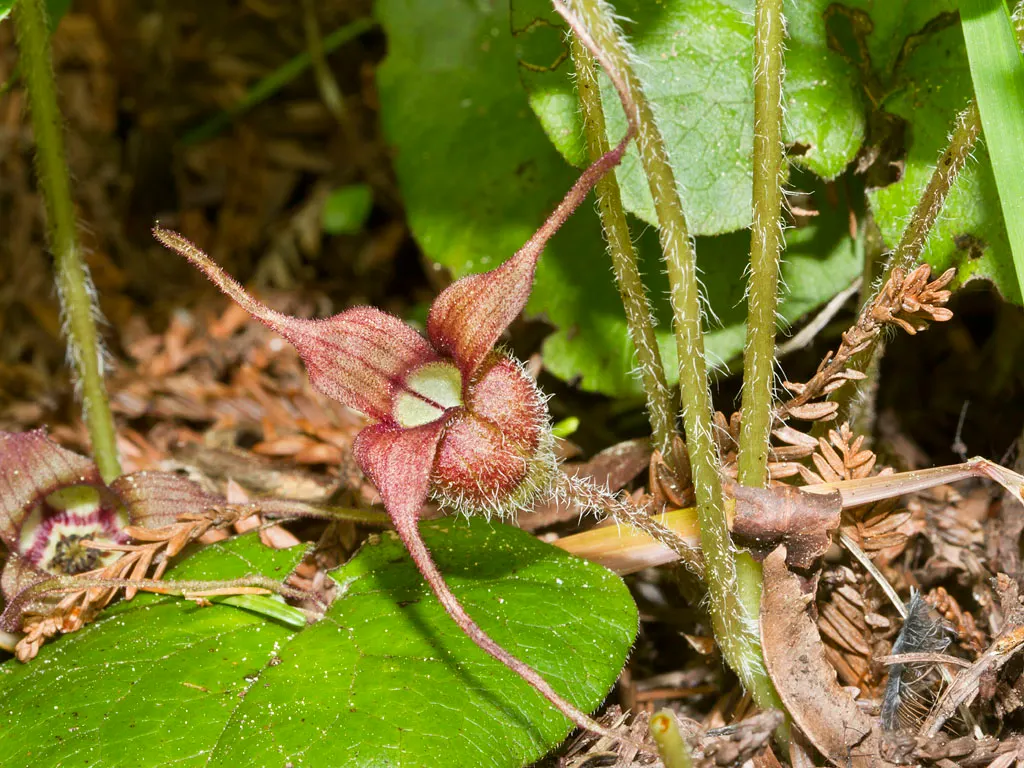West Coast Wild Ginger (Asarum Caudatum) — ground cover with red blooms