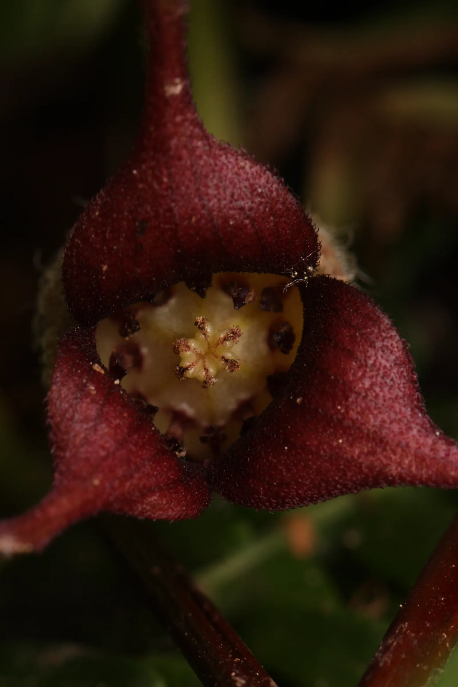 West Coast Wild Ginger (Asarum Caudatum) — or as an accent in shaded beds or borders