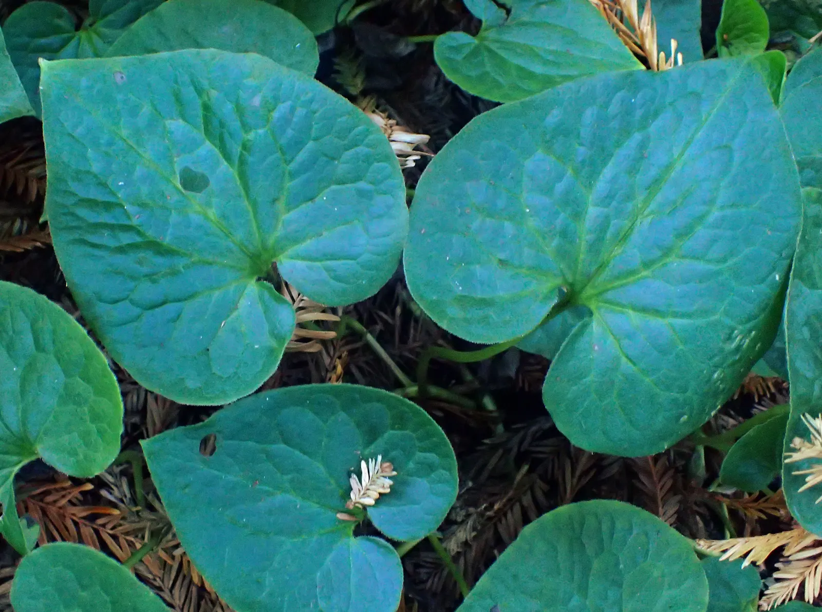 West Coast Wild Ginger (Asarum Caudatum) — red flowers in the garden