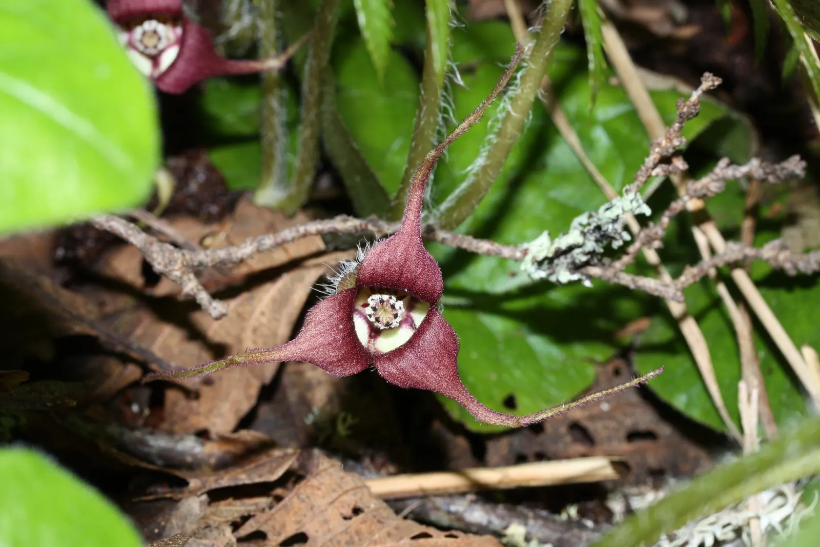 West Coast Wild Ginger (Asarum Caudatum) — Unique, jug-shaped flowers hide beneath its foliage in spring; red flowers in the garden