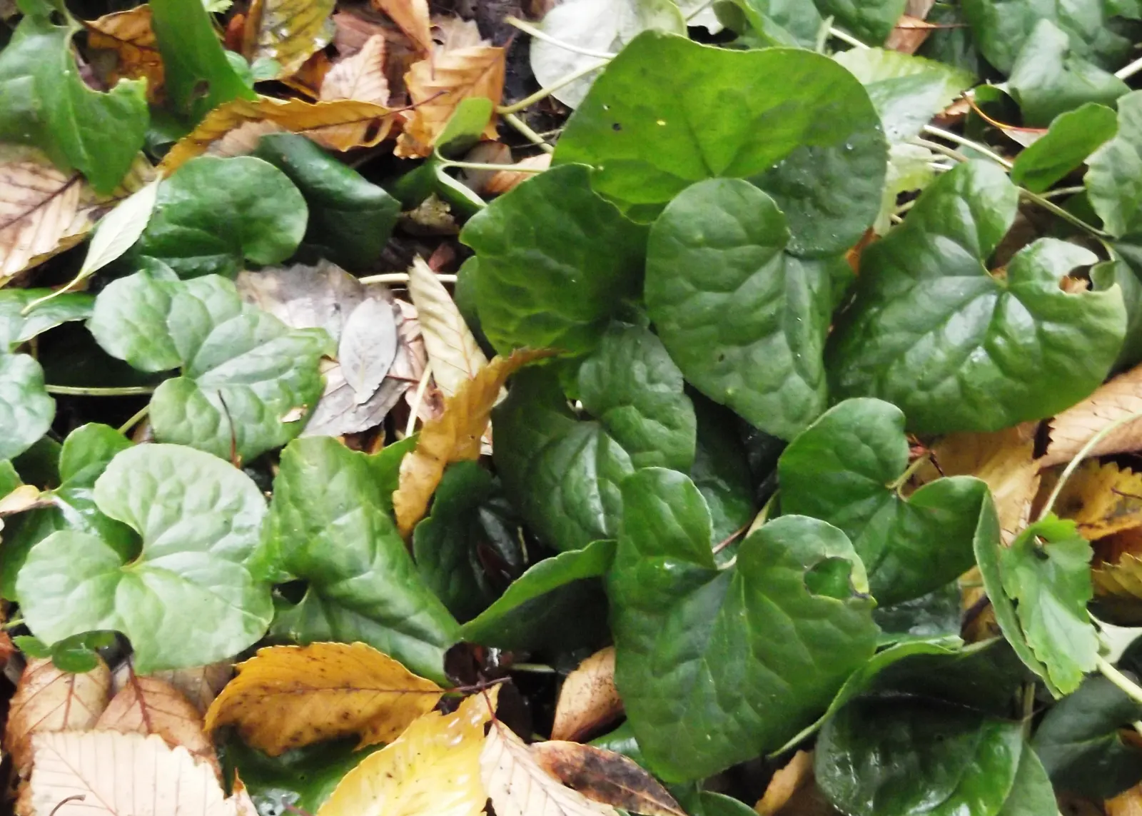 West Coast Wild Ginger (Asarum Caudatum) — making it an exquisite choice for woodland gardens and shaded understories