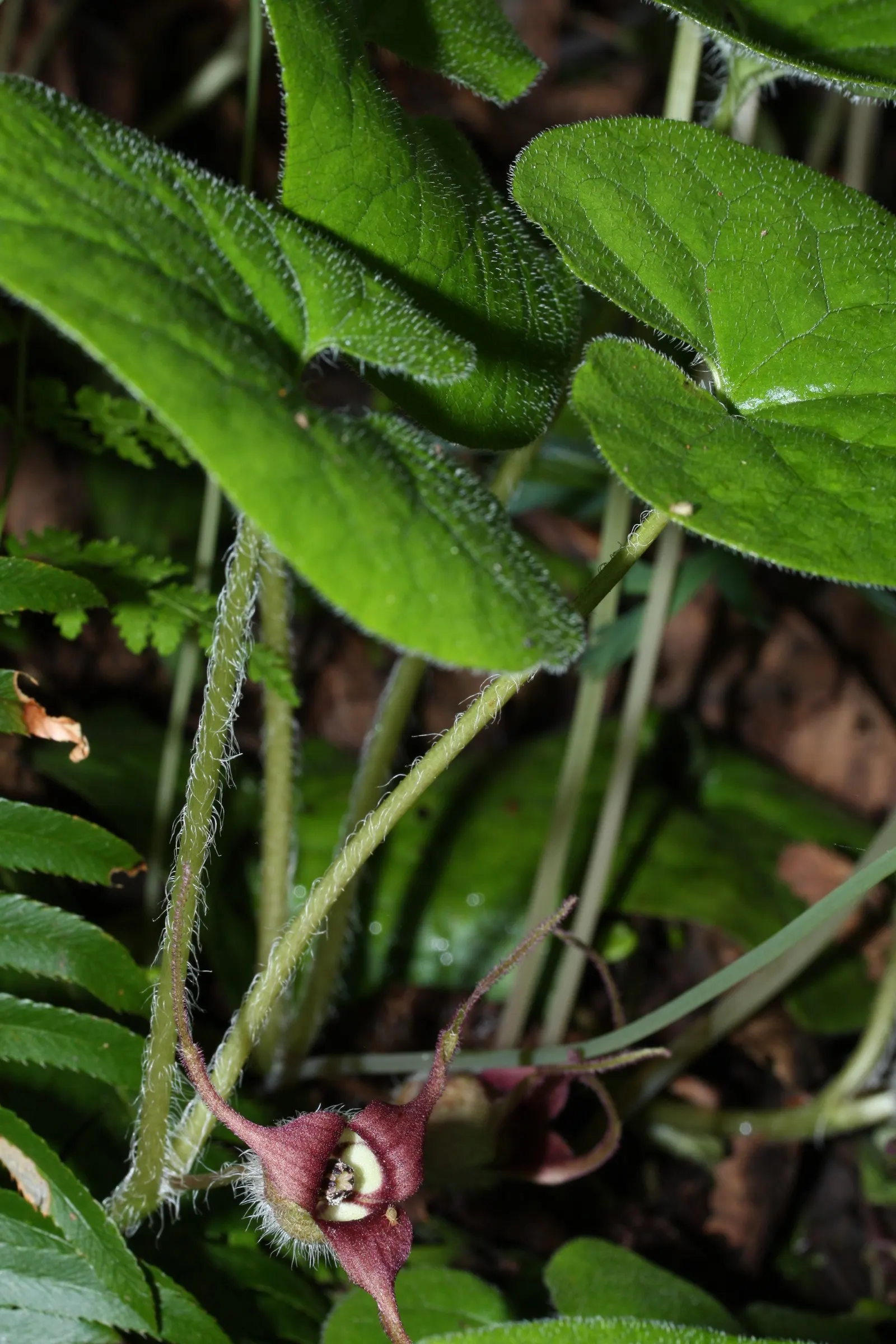 West Coast Wild Ginger (Asarum Caudatum) — thrives in USDA zones 7-9; unique, jug-shaped flowers hide beneath its foliage in spring