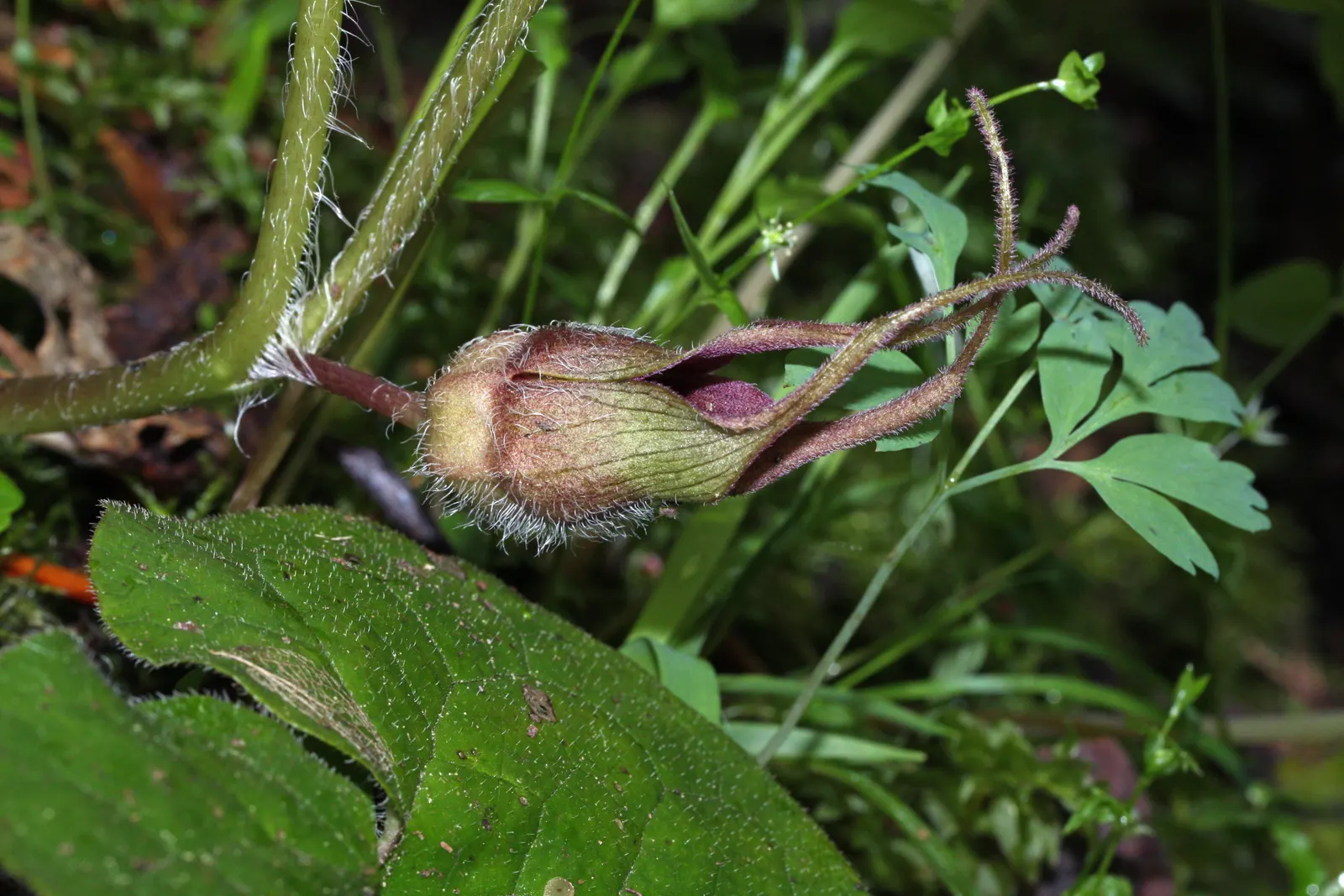 West Coast Wild Ginger (Asarum Caudatum) — more commonly known as the West Coast Wild Ginger; ground cover with red blooms
