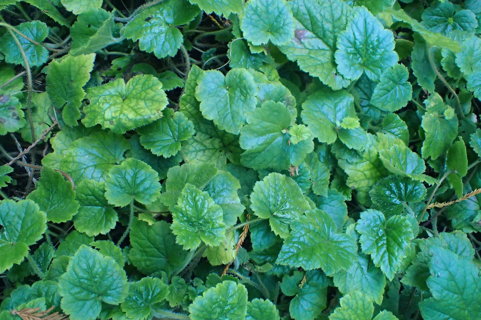 West Coast Wild Ginger (Asarum Caudatum) — more commonly known as the West Coast Wild Ginger