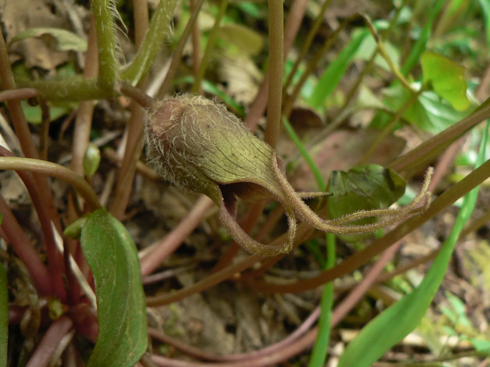 West Coast Wild Ginger (Asarum Caudatum) — adding to its appeal for gardeners seeking both beauty and ease