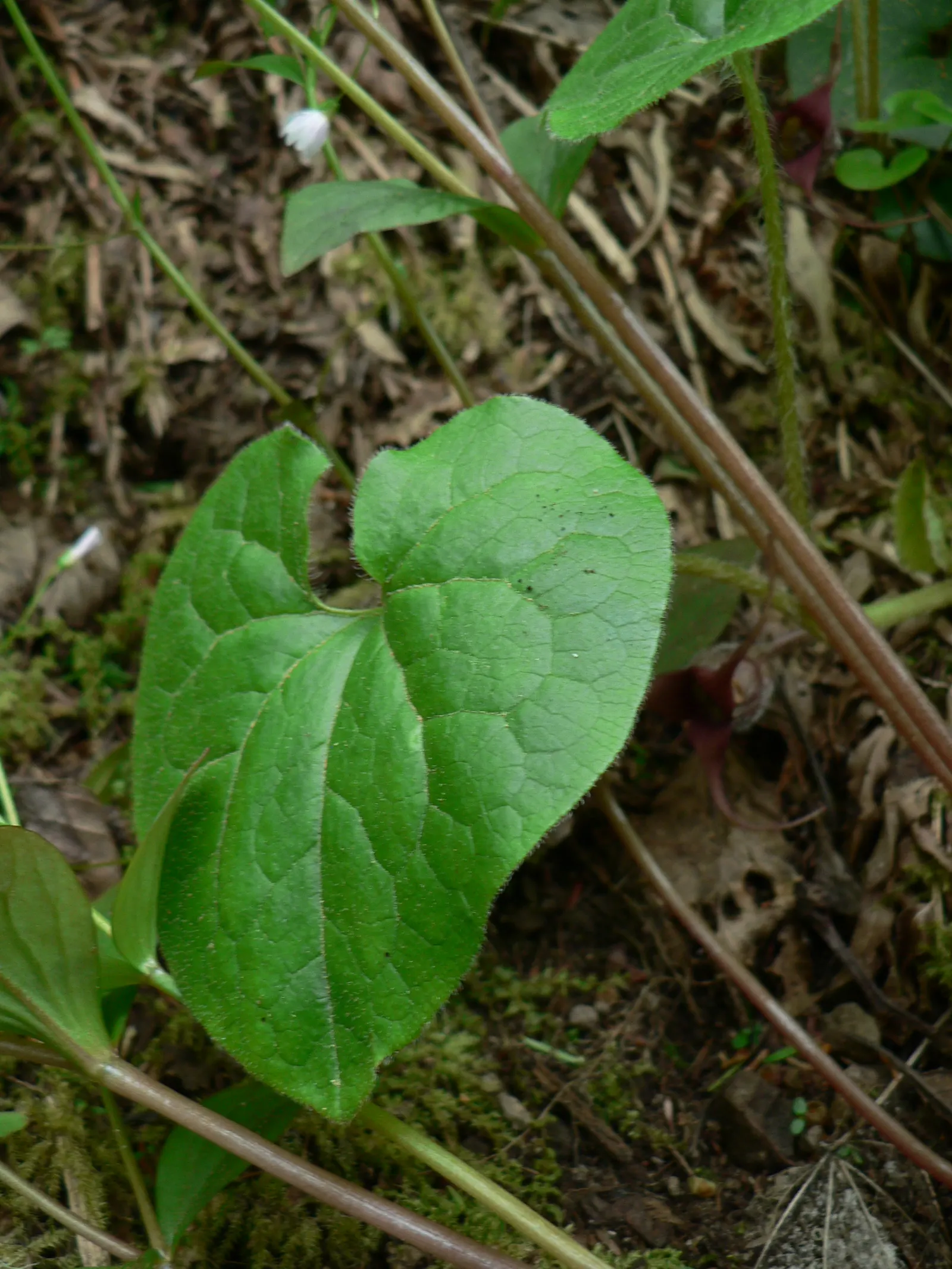 West Coast Wild Ginger (Asarum Caudatum) — requiring minimal care once established