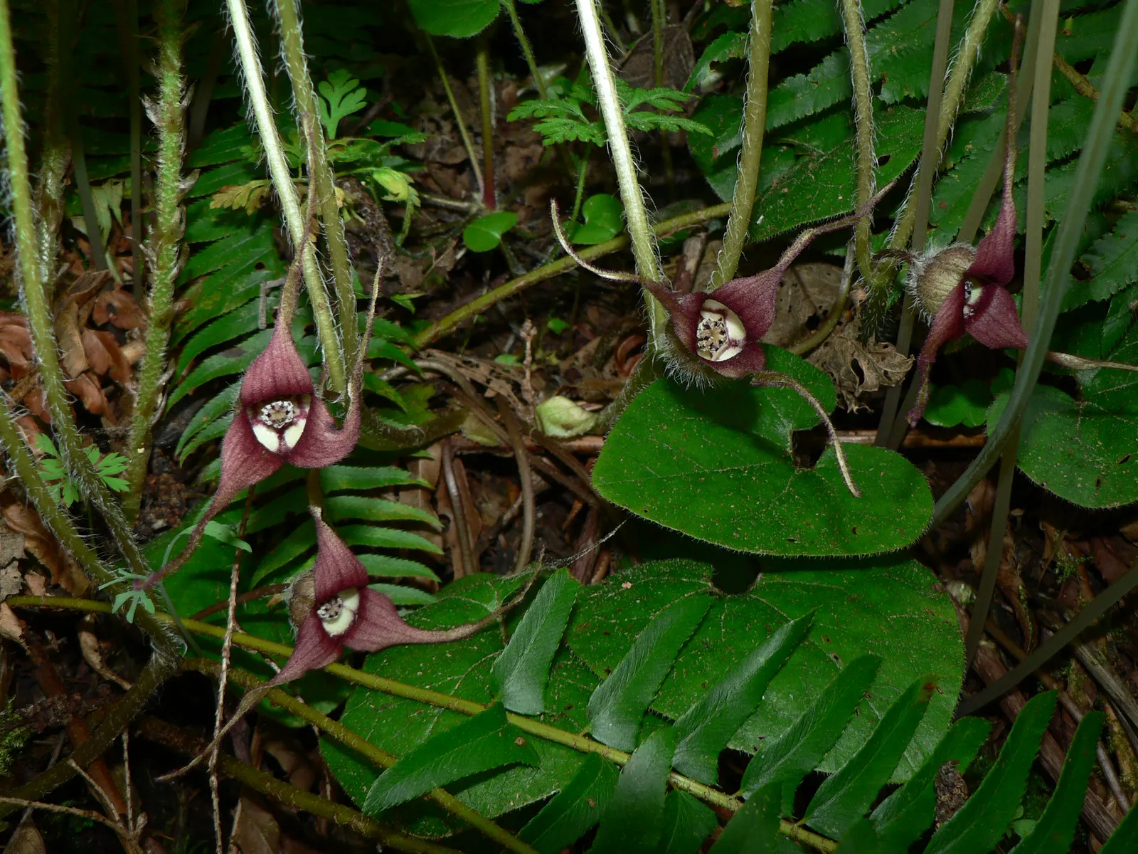 West Coast Wild Ginger (Asarum Caudatum) — thrives in USDA zones 7-9