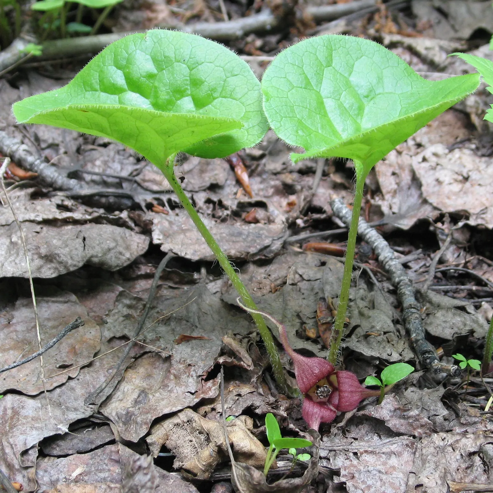 West Coast Wild Ginger (Asarum Caudatum) — providing a dense carpet of greenery