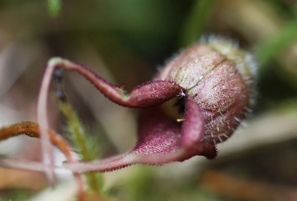 West Coast Wild Ginger (Asarum Caudatum) — It is largely pest-free and not favored by deer