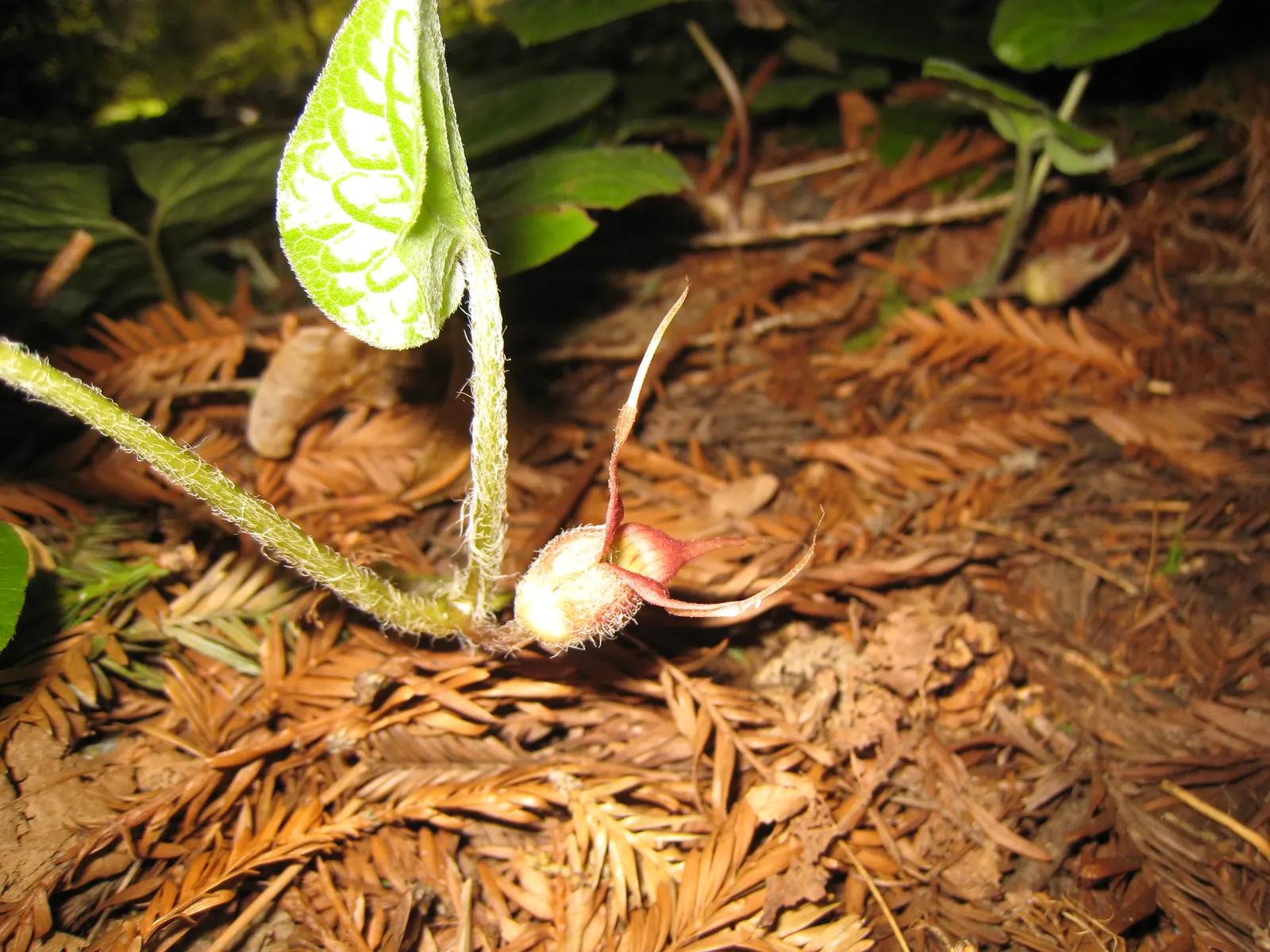West Coast Wild Ginger (Asarum Caudatum) — West Coast Wild Ginger is a delightful addition to a woodland garden