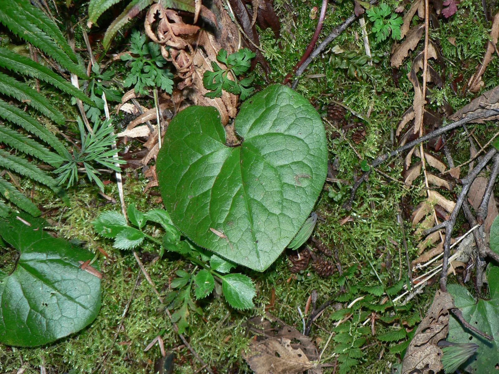 West Coast Wild Ginger (Asarum Caudatum) — well-drained soil and prospers in partial to full shade