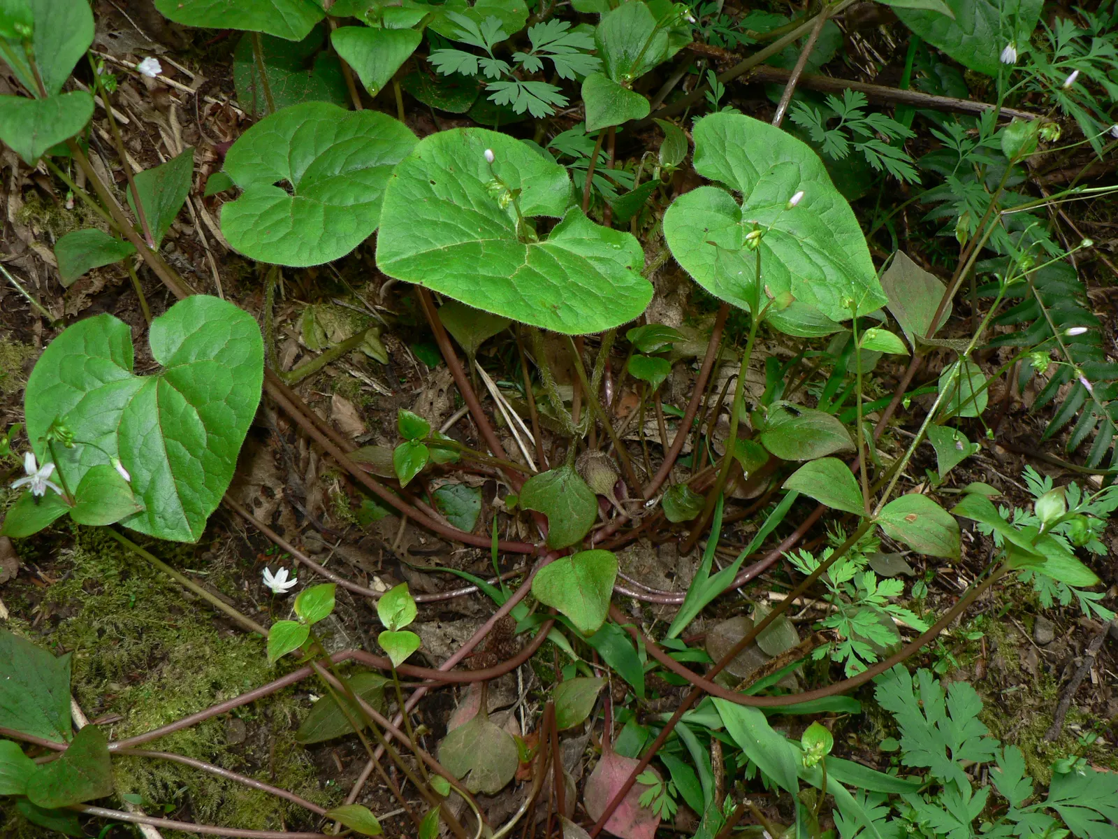 West Coast Wild Ginger (Asarum Caudatum) — be aware that it contains aristolochic acid