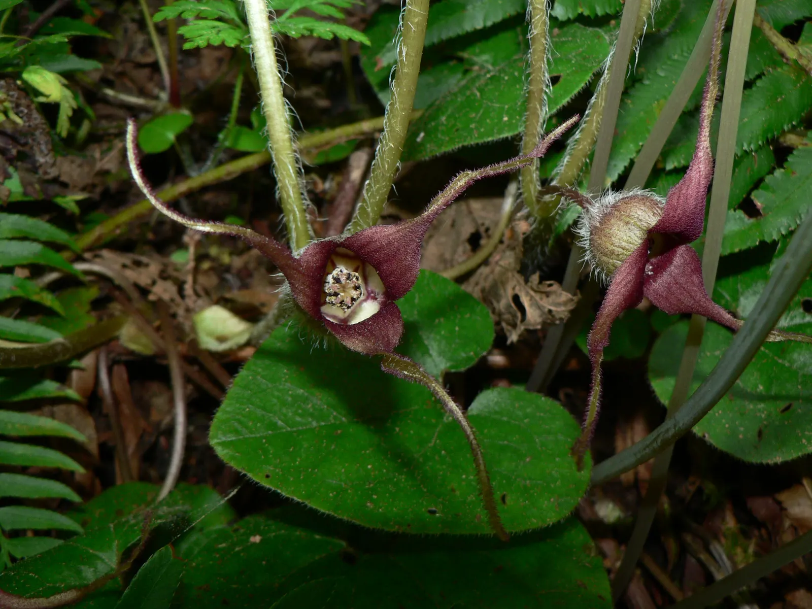 West Coast Wild Ginger (Asarum Caudatum) — favoring the dappled shade of mature forests
