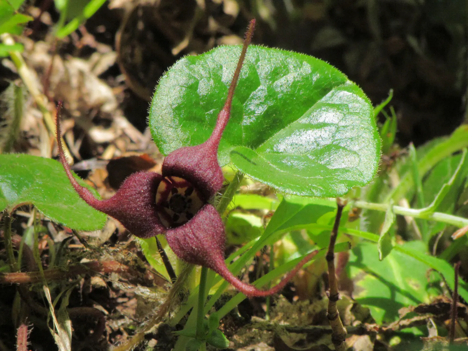 West Coast Wild Ginger (Asarum Caudatum) — providing year-round interest and a refreshing