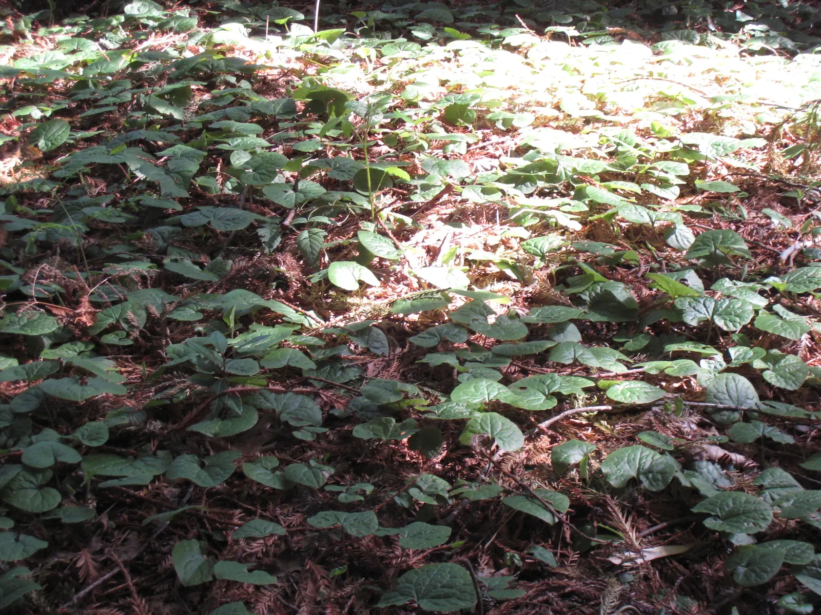 West Coast Wild Ginger (Asarum Caudatum) — which can be toxic if ingested and irritating to the skin.<br><br>Versatile and visually soothing