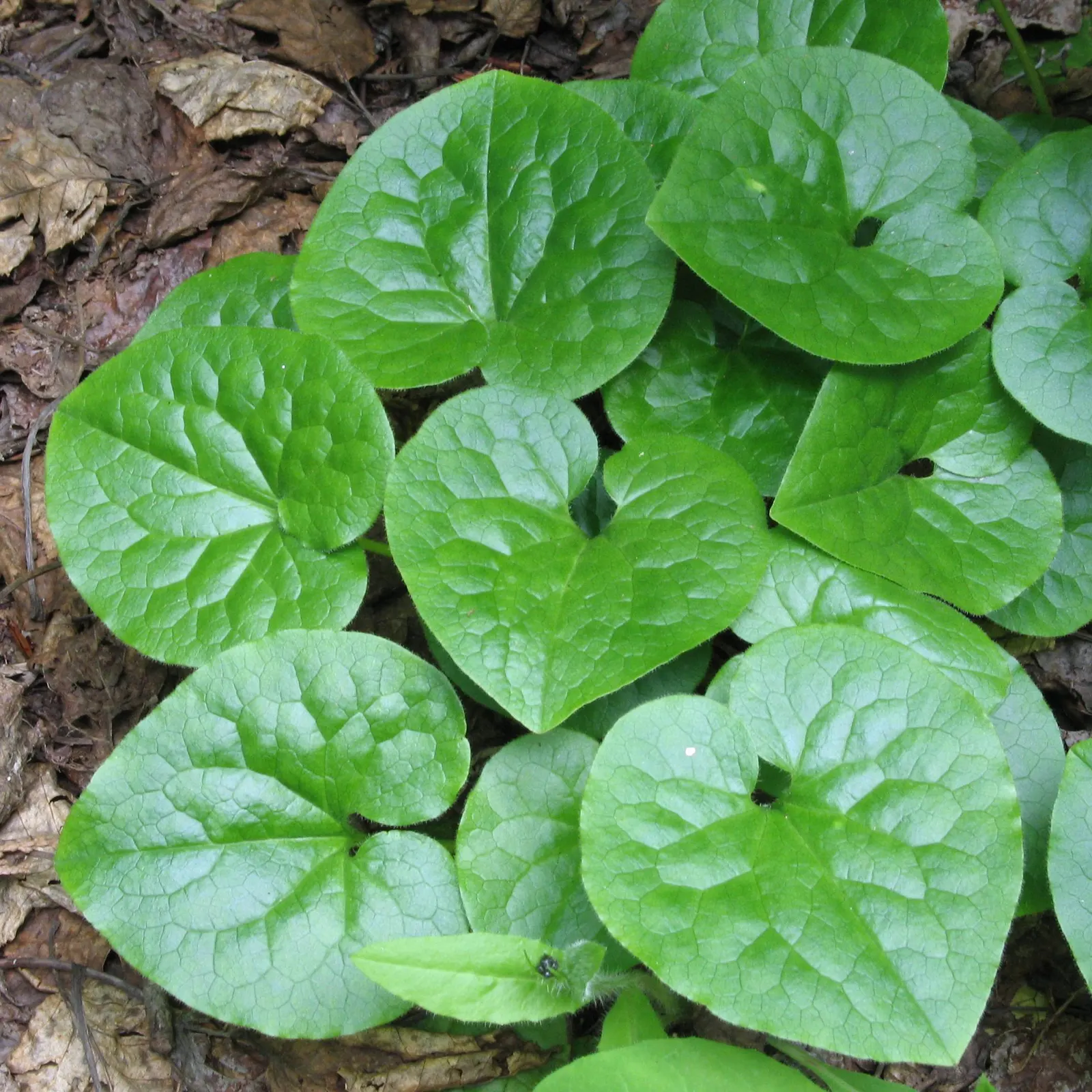 West Coast Wild Ginger (Asarum Caudatum) — This plant prefers humus-rich