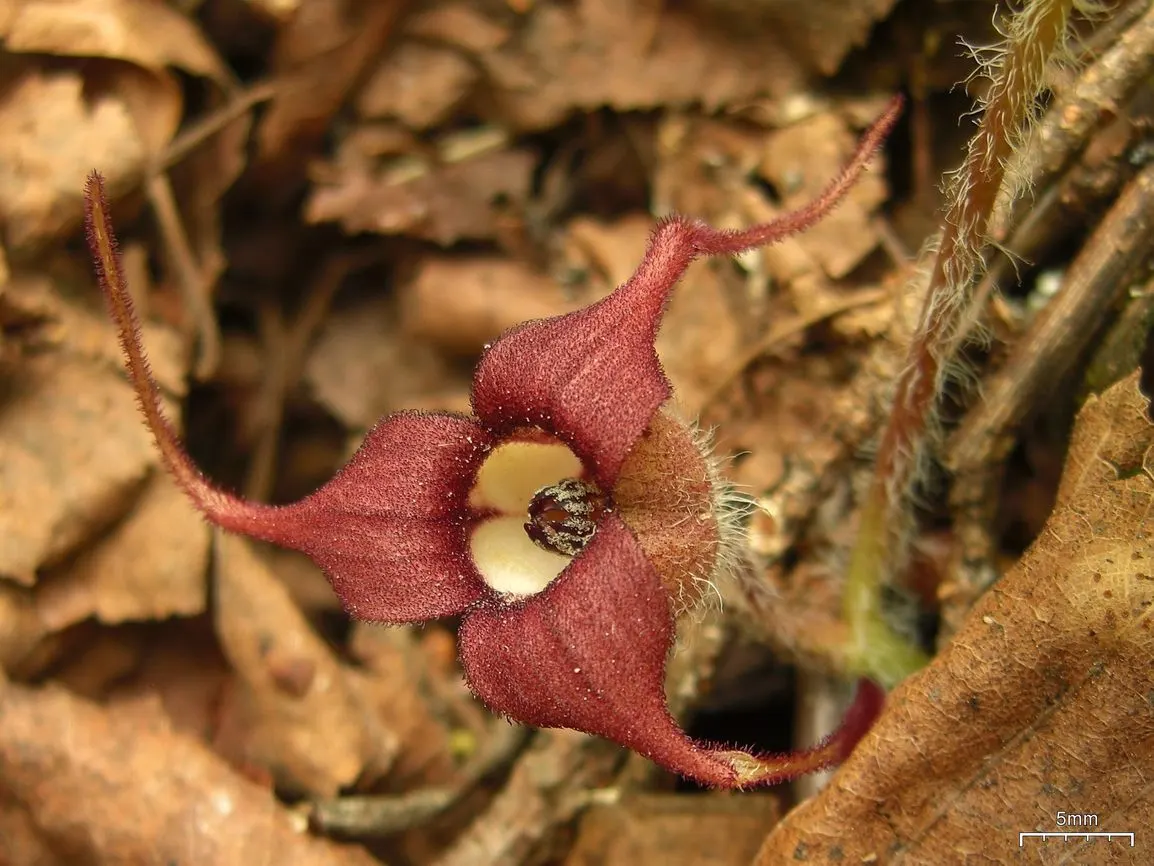 West Coast Wild Ginger (Asarum Caudatum) — naturalistic feel to any given space