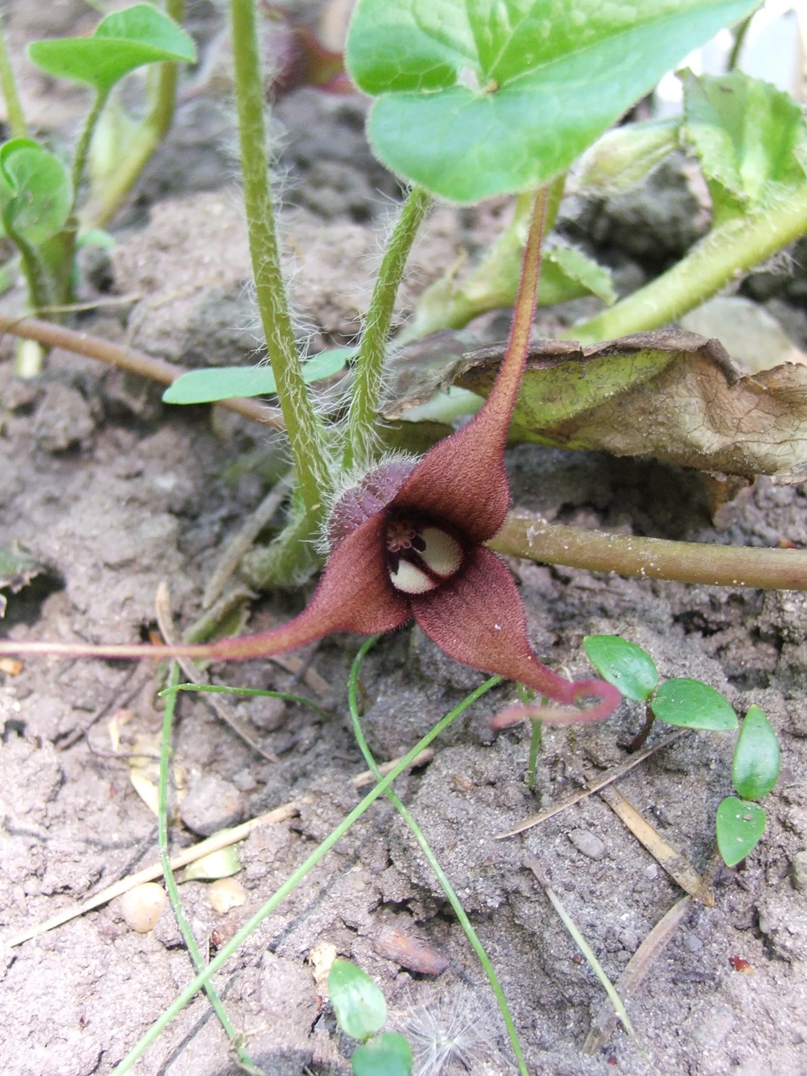 West Coast Wild Ginger (Asarum Caudatum) — rich organic soil and has a slow spread