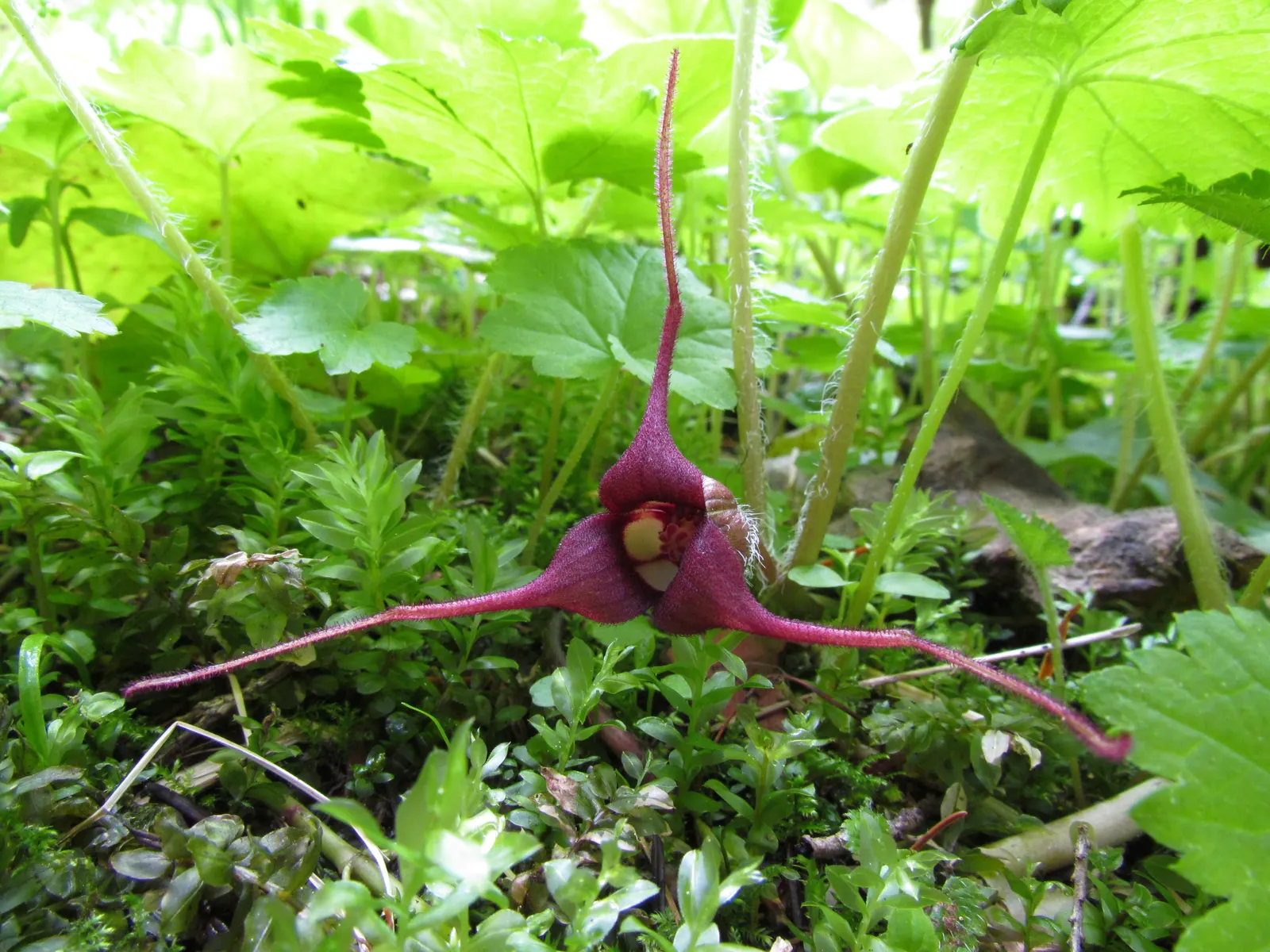 West Coast Wild Ginger (Asarum Caudatum) — This understory plant flourishes in USDA hardiness zones 7 to 10 and is prized for its lush