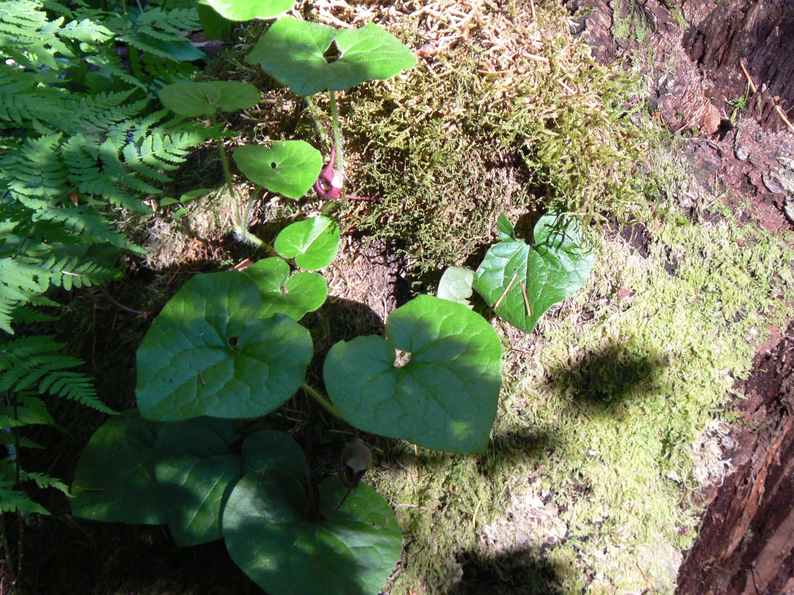 West Coast Wild Ginger (Asarum Caudatum) — heart-shaped foliage and unique