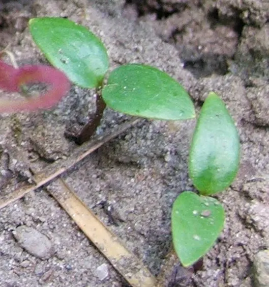 West Coast Wild Ginger (Asarum Caudatum) — Adorned with heart-shaped leaves spanning 3-6 inches, this evergreen groundcover reaches 6-12 inches tall