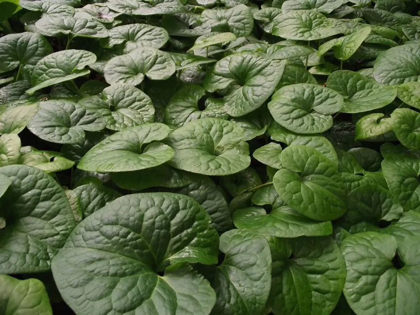West Coast Wild Ginger (Asarum Caudatum) — This ginger prefers well-drained