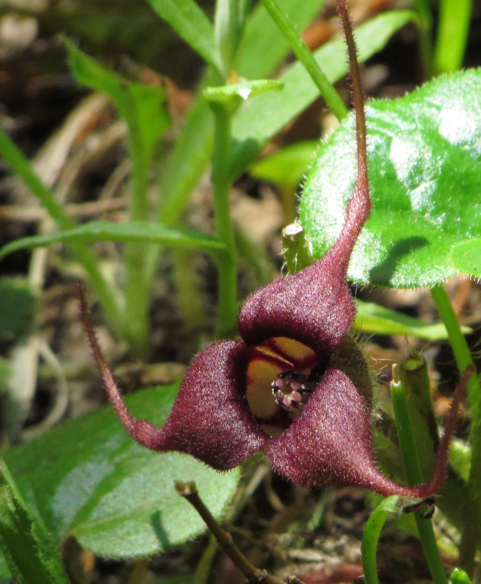 West Coast Wild Ginger (Asarum Caudatum) — shaded woodlands of the Pacific Northwest
