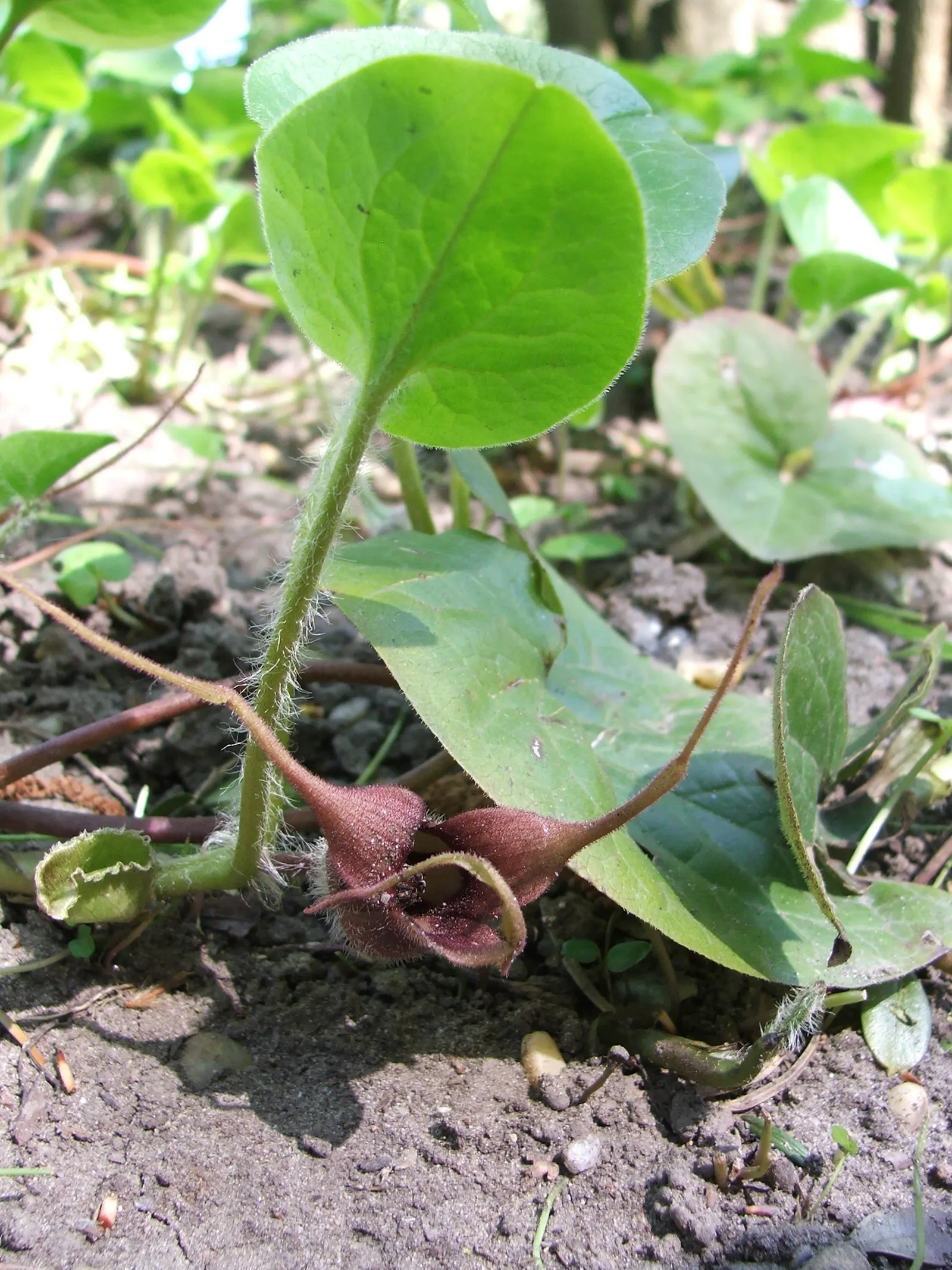 West Coast Wild Ginger (Asarum Caudatum) — Unique, jug-shaped flowers hide beneath its foliage in spring
