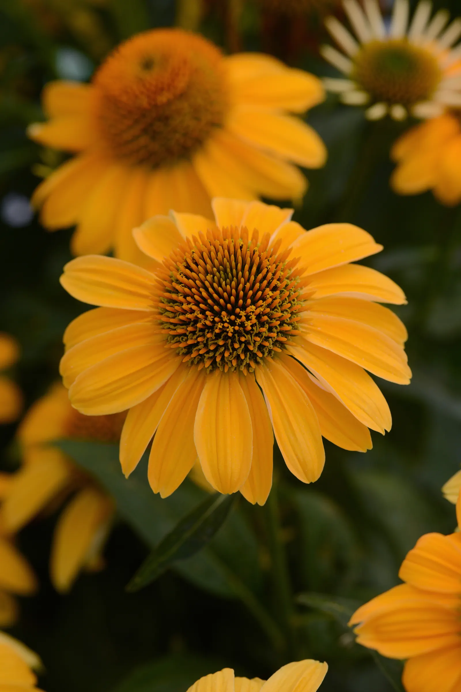 Sombrero® Granada Gold (Echinacea hybrid) — golden-yellow flowers with a prominent copper cone center