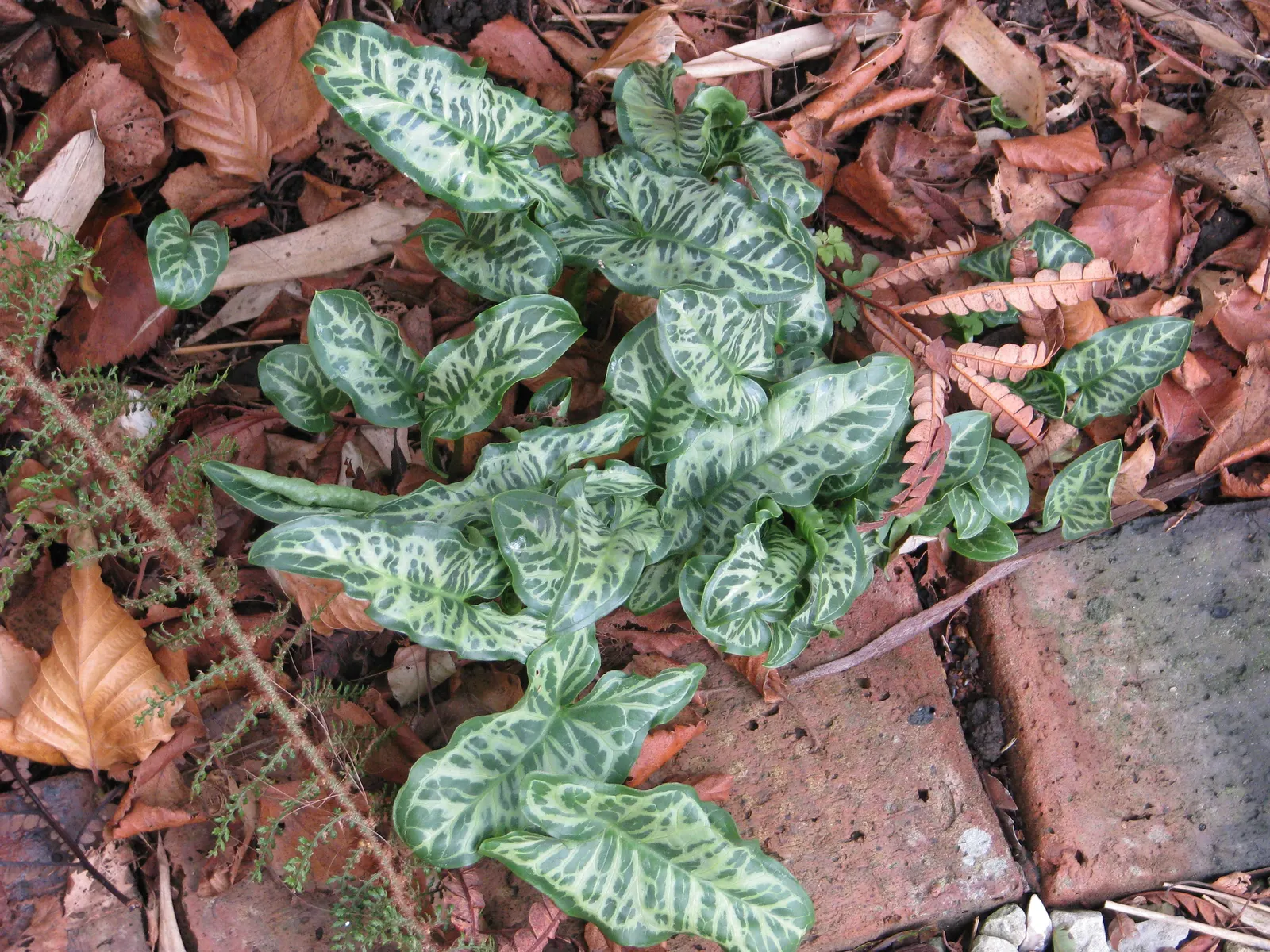 Variegated Italian Arum (Arum Italicum 'Pictum') — The Variegated Italian Arum (Arum italicum 'Pictum') is a perennial boasting elegant