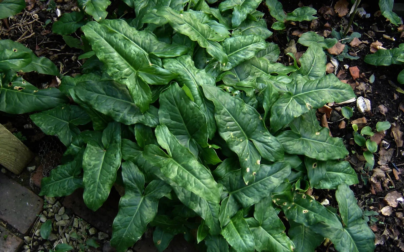 Variegated Italian Arum (Arum Italicum 'Pictum') — arrow-shaped leaves with striking white veining