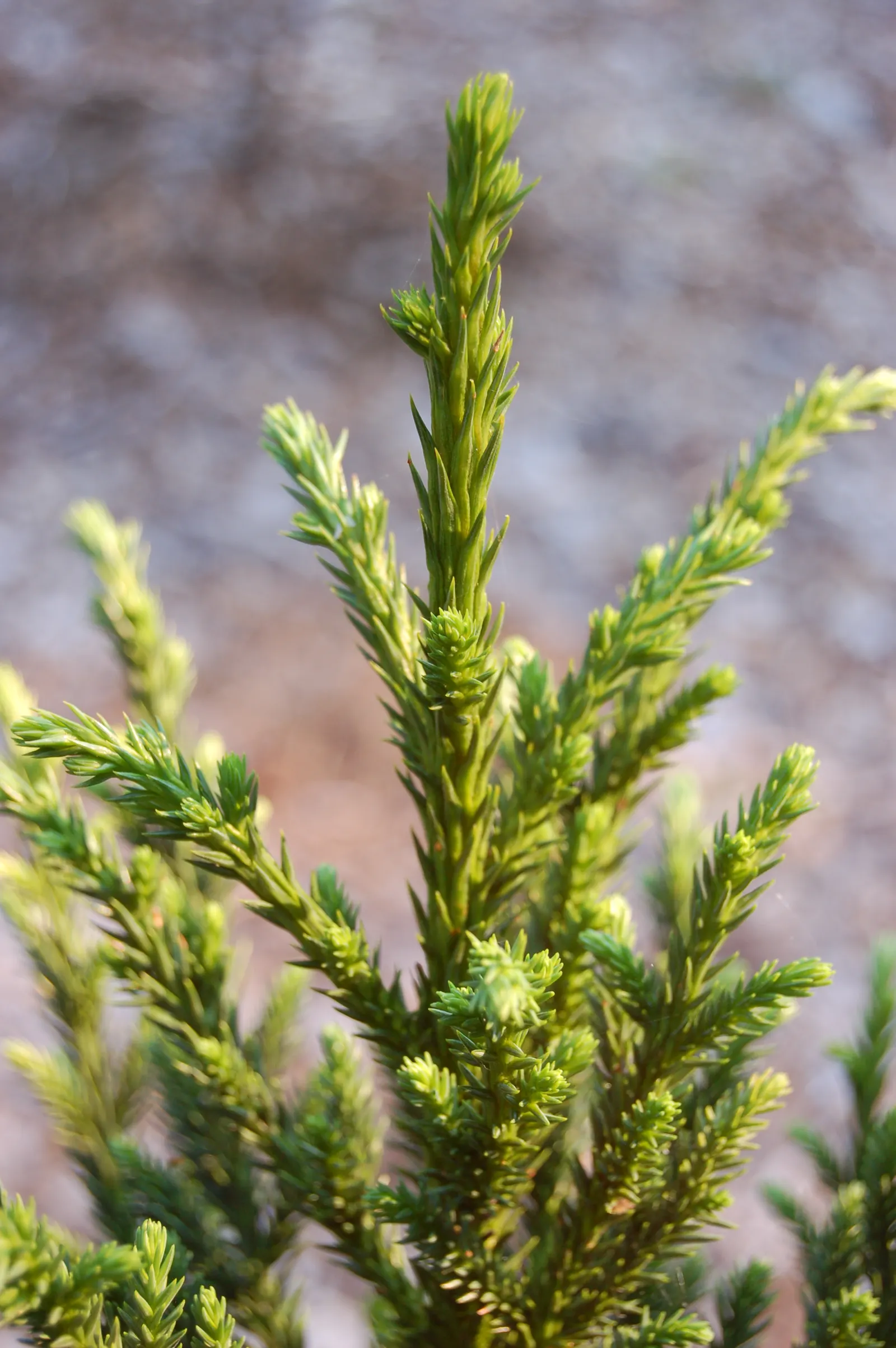 Black Dragon Japanese Cedar (Cryptomeria Japonica 'Black Dragon') — this hardy plant thrives in USDA zones 5-9 and prefers full sun to partial shade with