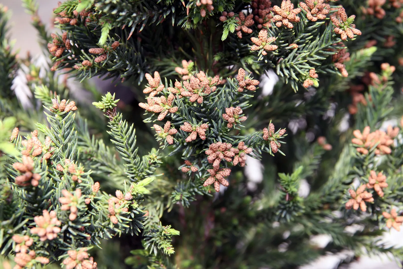 Black Dragon Japanese Cedar (Cryptomeria Japonica 'Black Dragon') — it reaches 10 to 15 feet in height and 5 to 10 feet in width