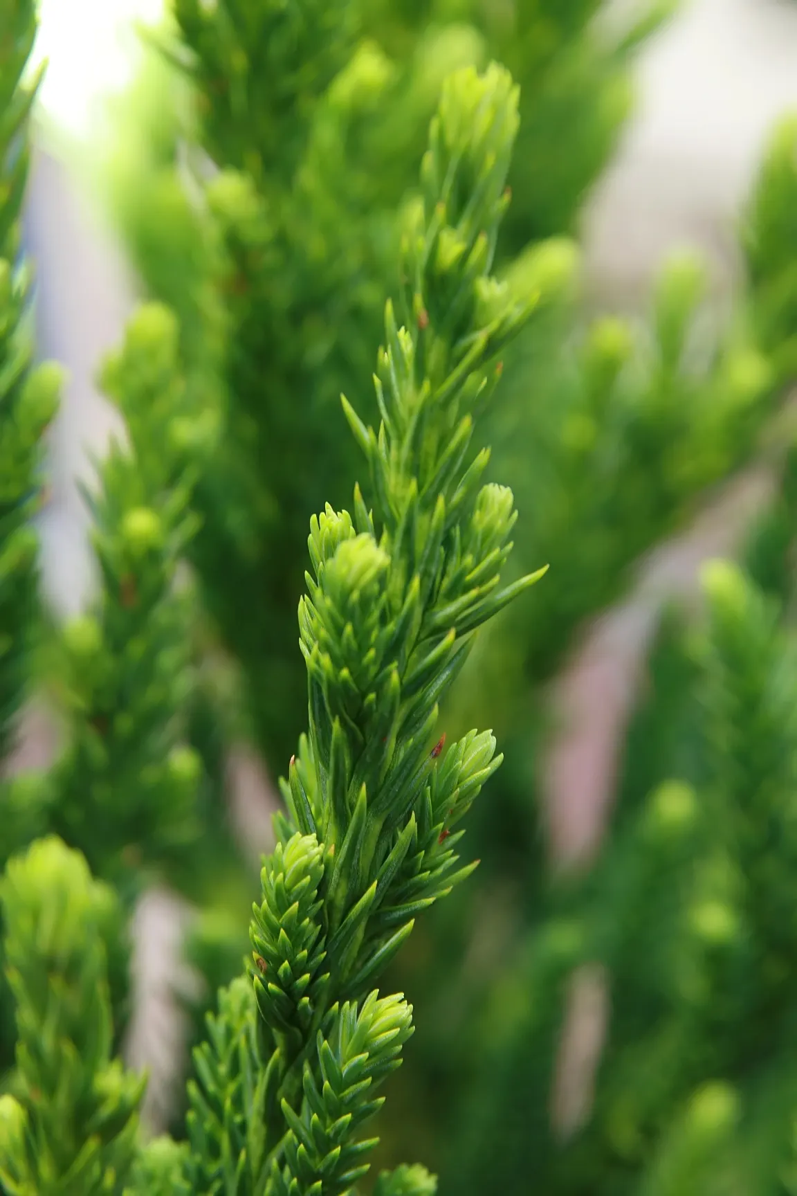 Black Dragon Japanese Cedar (Cryptomeria Japonica 'Black Dragon') — The Cryptomeria japonica 'Black Dragon' is a striking, slow-growing conifer with dense